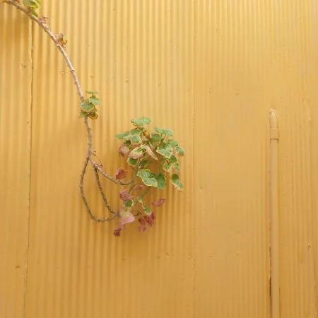 cov11.jpg