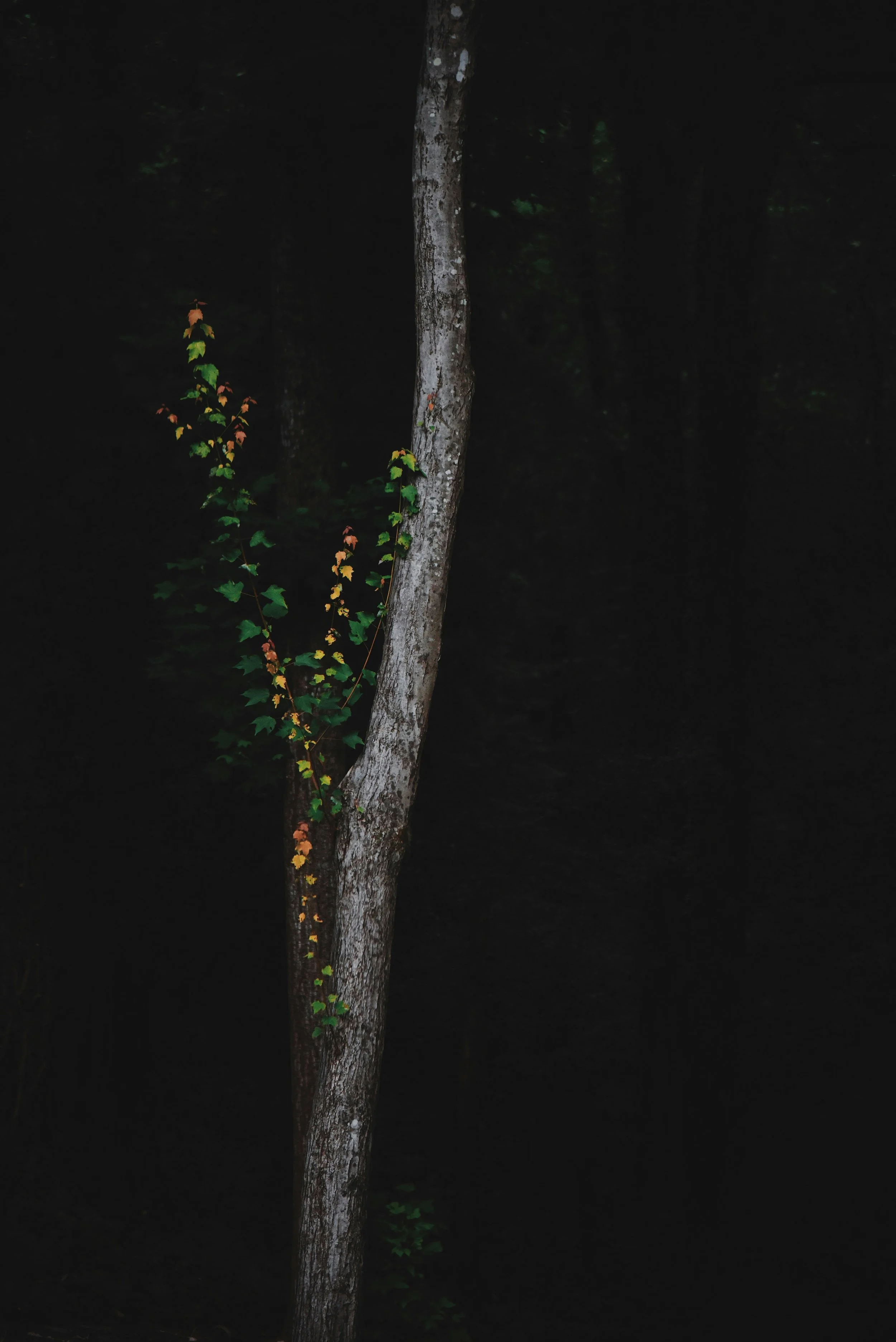 Tree trunk with surrounding dark forest and some green and yellow leaves.