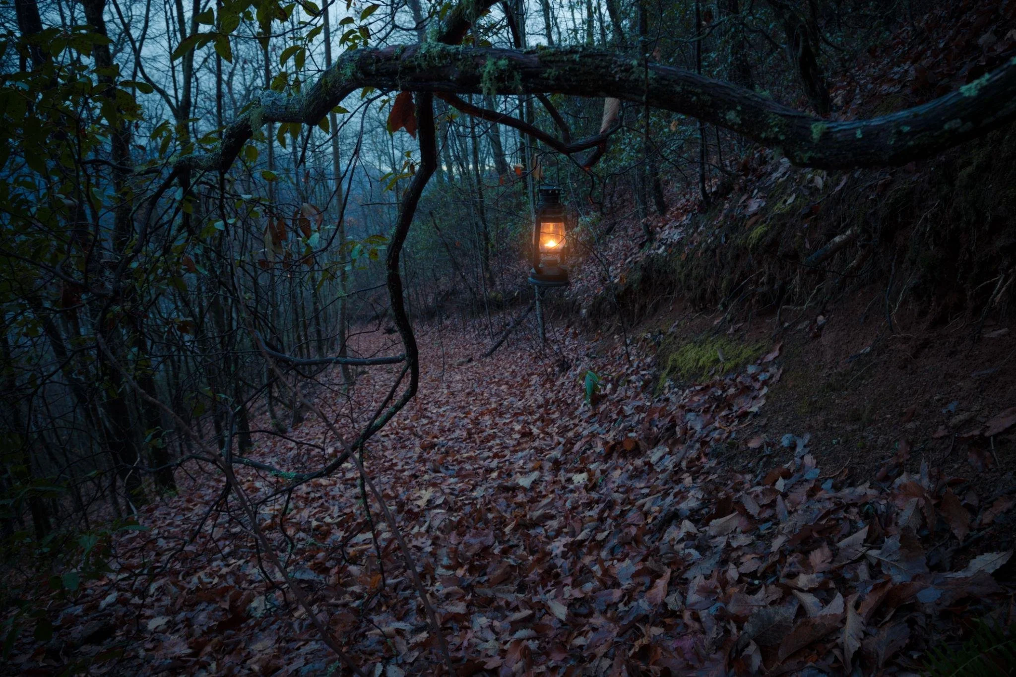 Lantern illuminating a wooded path at dusk, symbolizing guidance, reflection, and the professional journey of therapists.