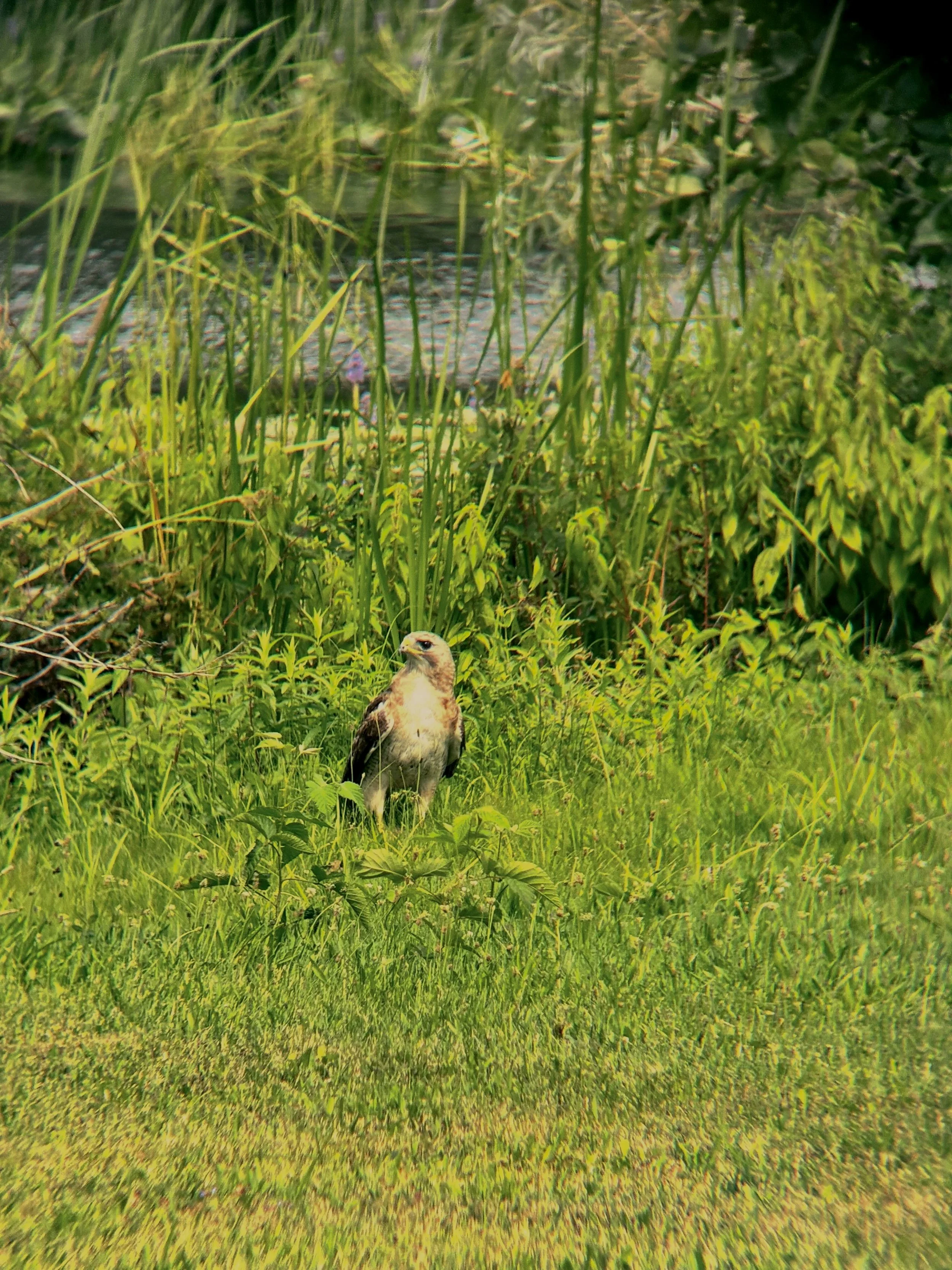 A small bird standing in lush green grass near tall grass and shrubs, with a body of water visible in the background.