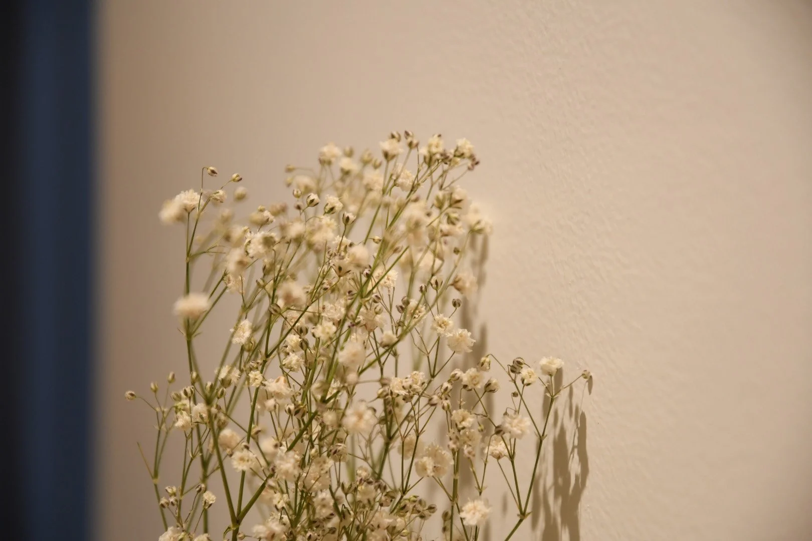 小さな綿毛のようなお花。薄い黄色。