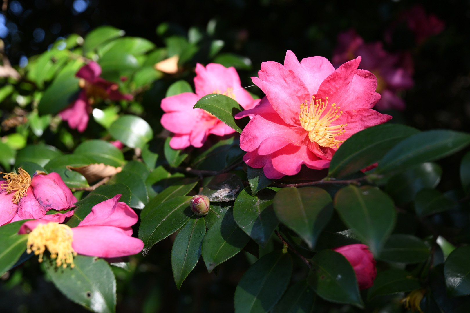 ピンク色の花。深い緑の葉。
