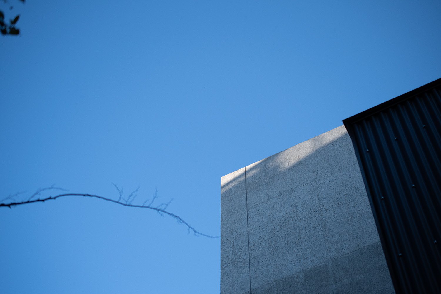 空と枝と建物を下から見上げる。