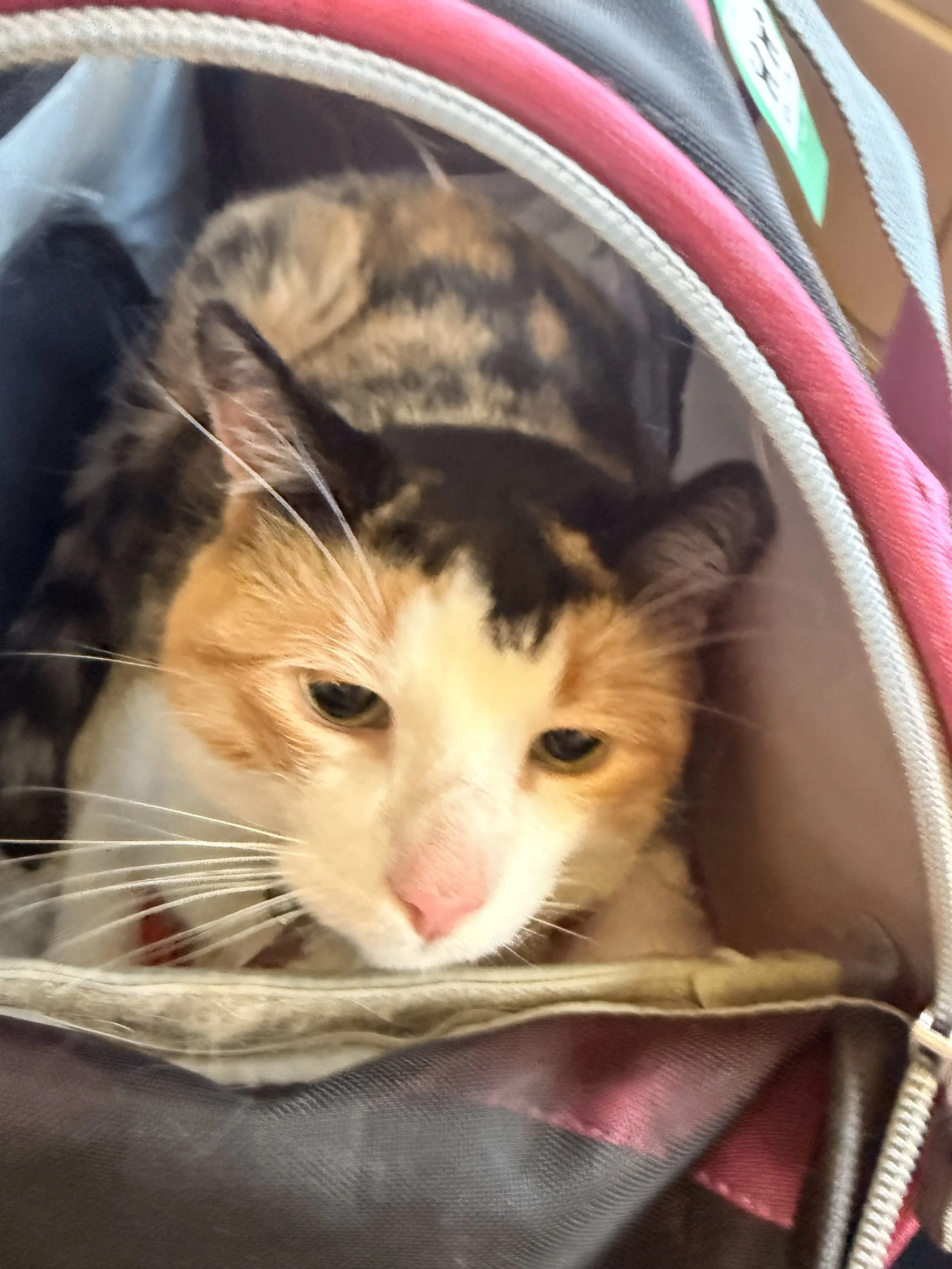 
 Twelve Suitcases, One Cat, Zero Chill…

