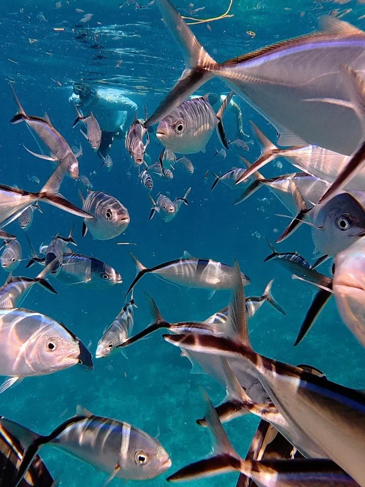What is correct? Many fish or many fishes? 🤔 Technically both! Here is how to use the terms correctly: 

1. In the first video there are many fish (all bar jacks)! If there are many individuals of the same species, there are multiple fish 🐟🐟🐟

2.
