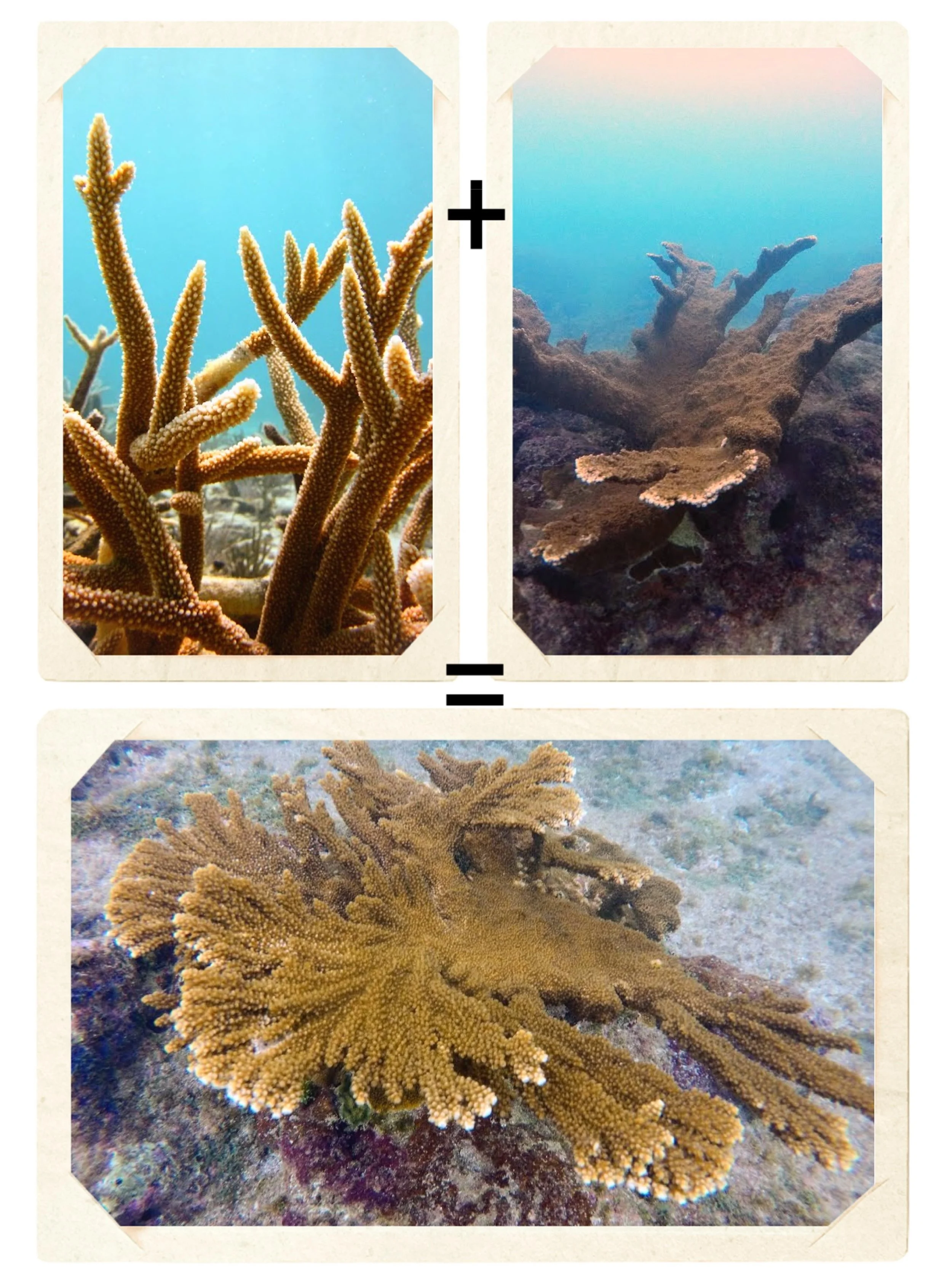 Did you know some corals can hybridize? There is a coral species you can find right here in the Virgin Islands that naturally occurs in nature from two different coral species! When Acropora cervicornis (staghorn coral) and Acropora palmata (elkhorn 