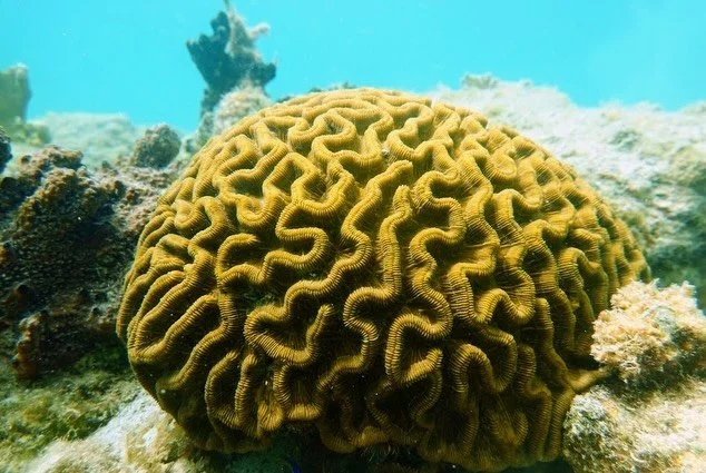 Corals are so much more than colorful rocks. 🪨 They are animals! Stony corals belong to the phylum cnidaria, same as jellyfish! 🪼 Similar to jellyfish, corals have tentacles, stinging cells called nematocysts, and mouths! There are up to 70 differe