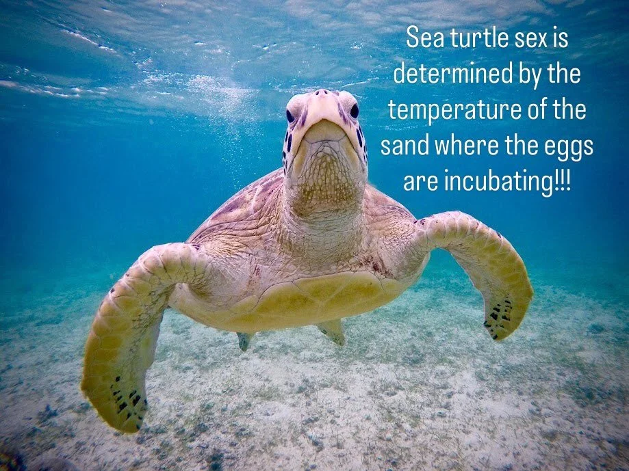 Warmer sand will produce mostly female sea turtles while cooler sand will produce males! With such warm temperatures in the Caribbean (and steadily increasing), it&rsquo;s no wonder most of our sea turtles are female! 🏝️☀️🕶️
If you are ever fortuna