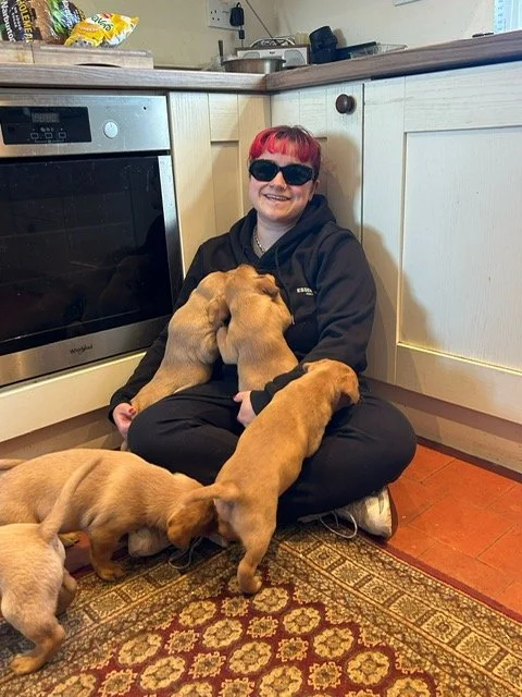 Red Labrador Retriever puppies 