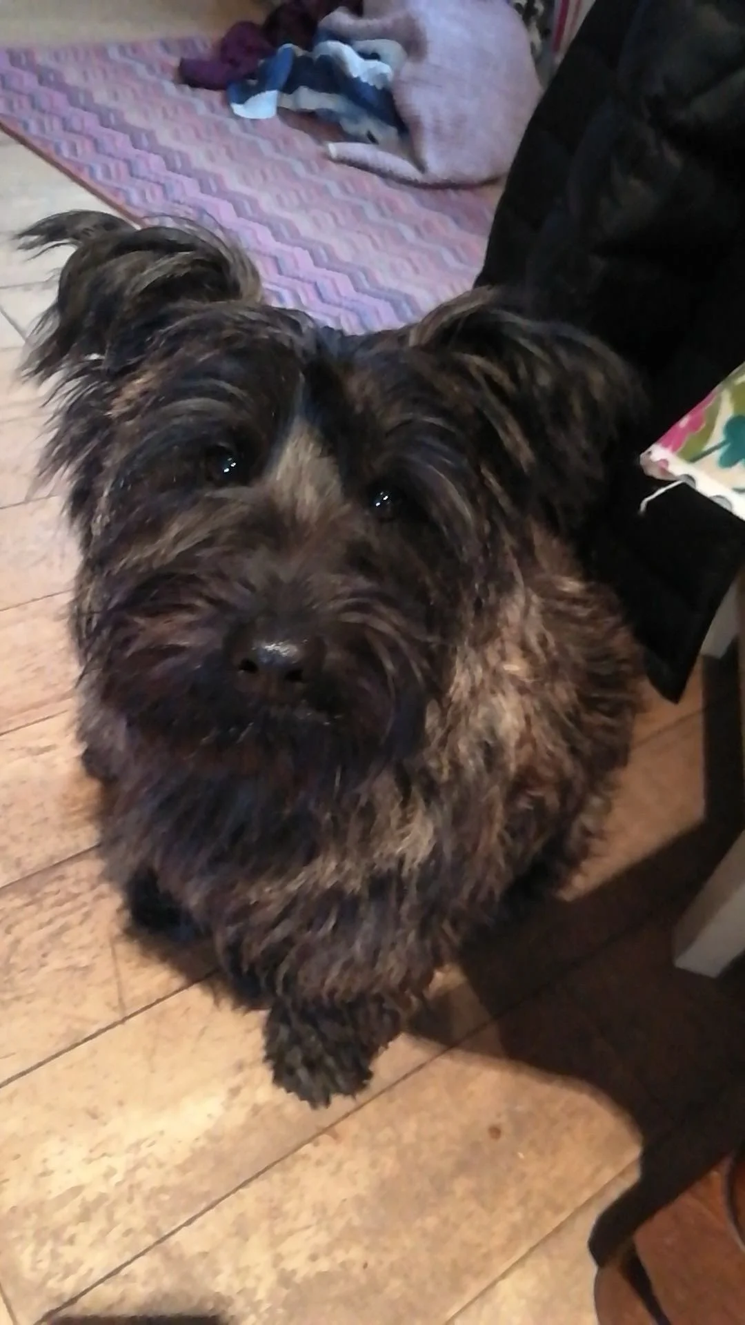 My Family Dog Named Walter