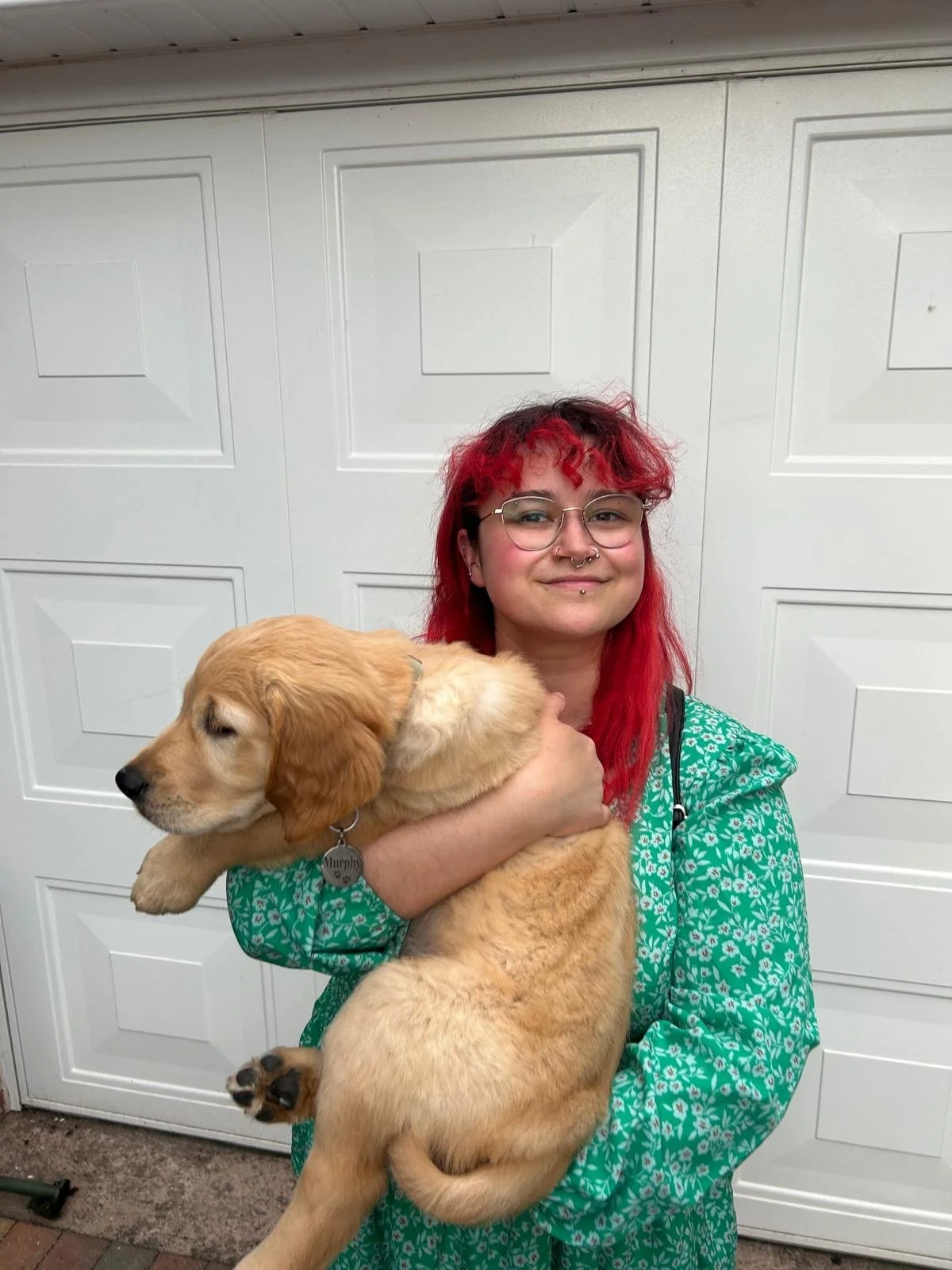 Murphy a Golden Retriever
