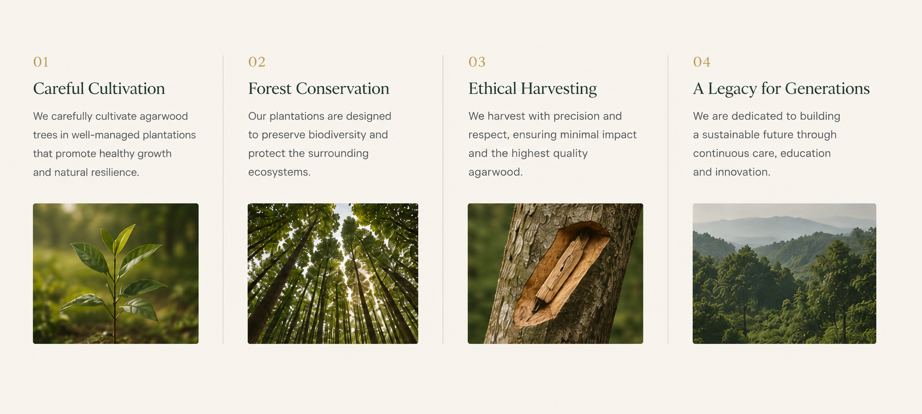 A four-column infographic about sustainable forestry. Columns highlight careful cultivation, forest conservation, ethical harvesting, and a legacy for generations, each with a related image of trees or forest landscapes.