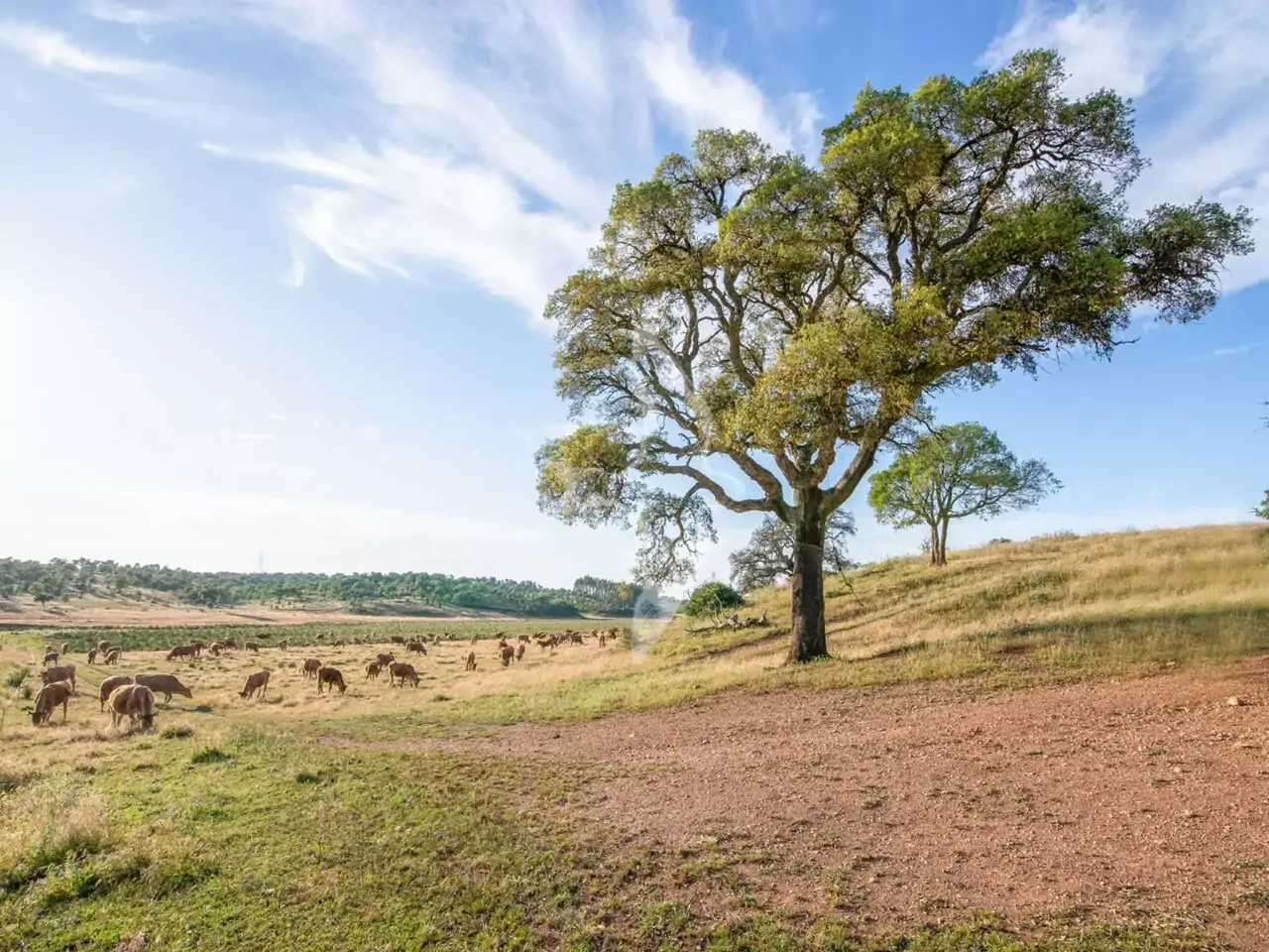 Herdade com 74ha, Costa Alentejana
