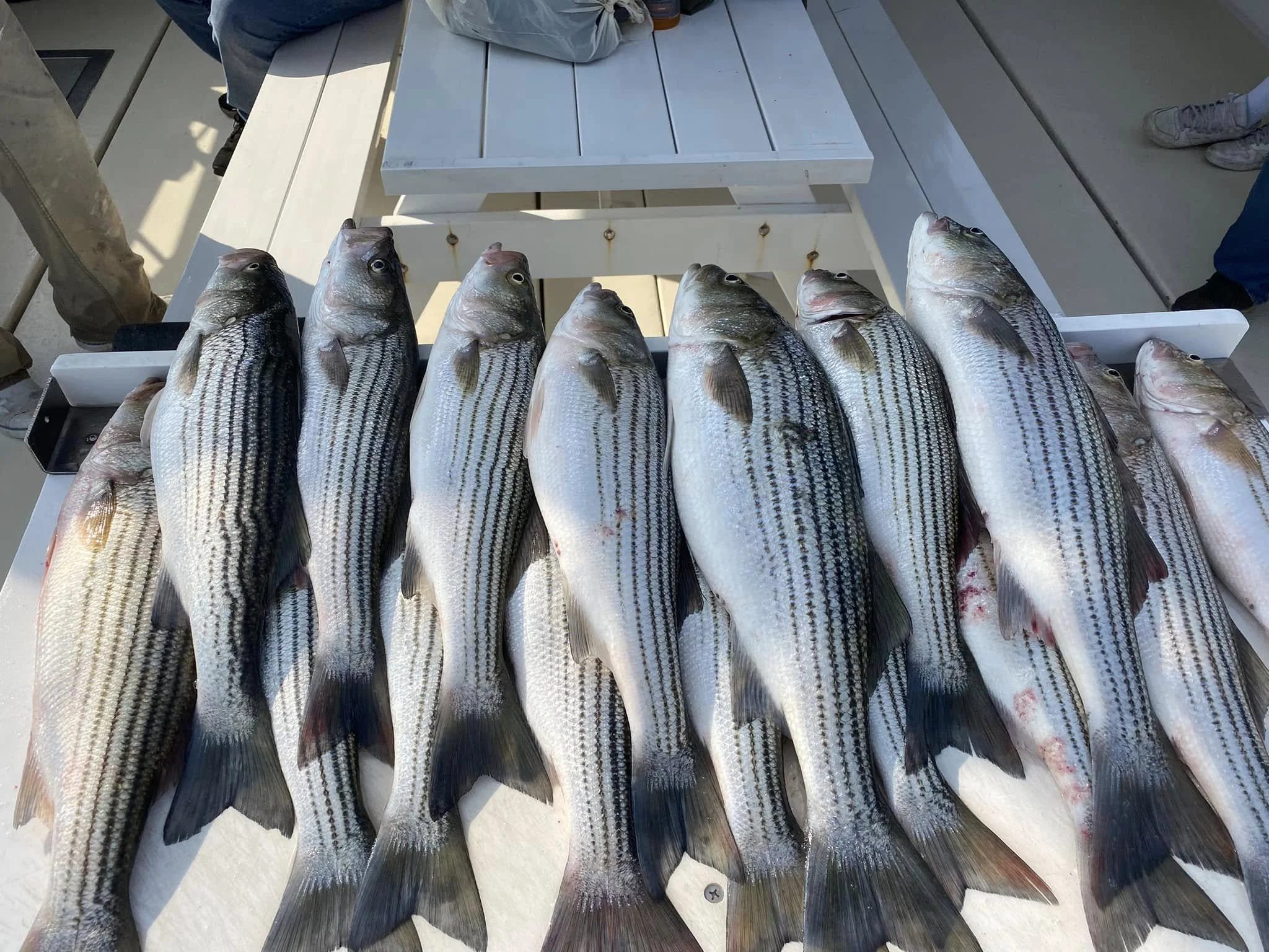 Rockfish catcj on an Elligail Charters excursion