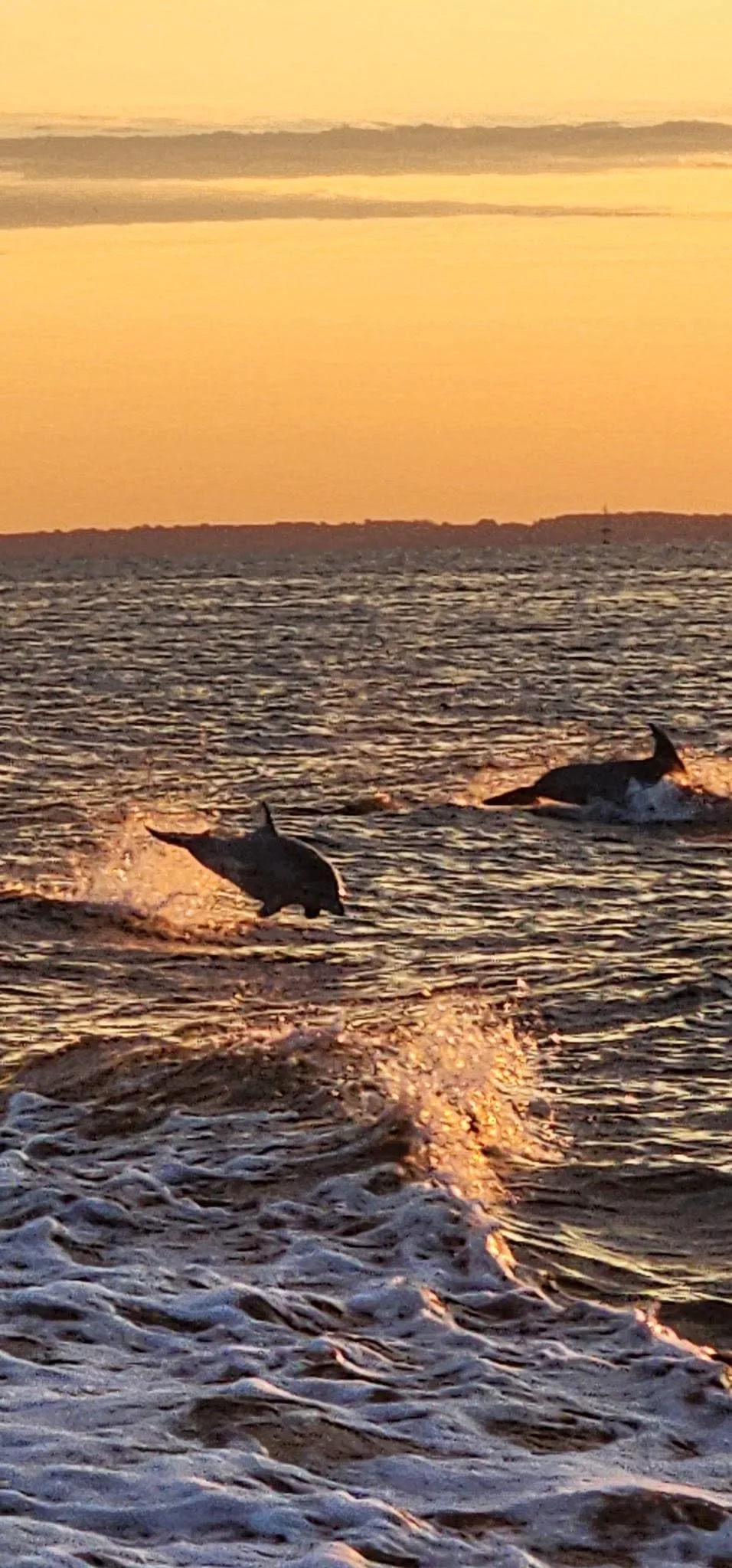 Dolphins swimming by an Elligail Charters excursion