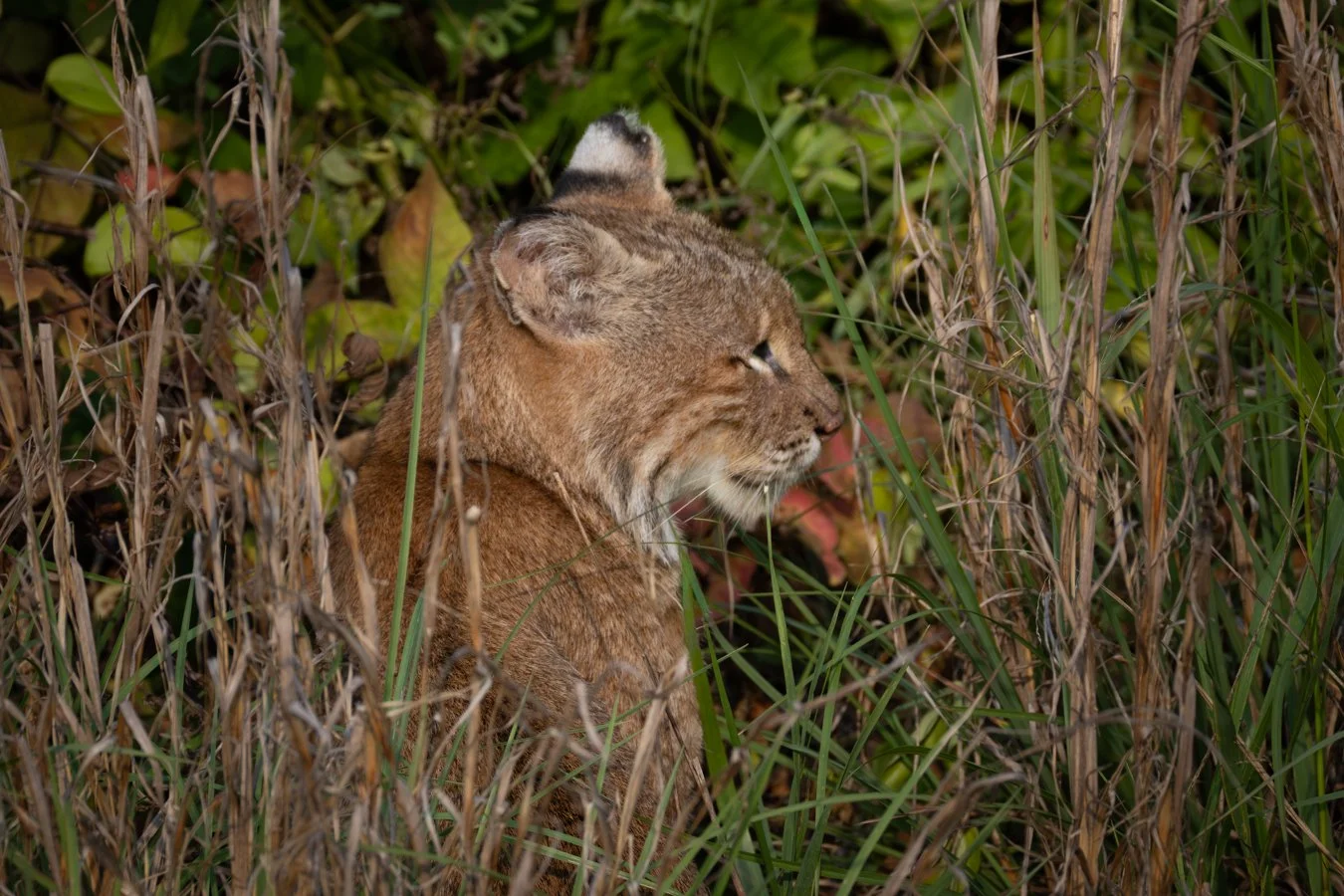 Bobcat.jpg