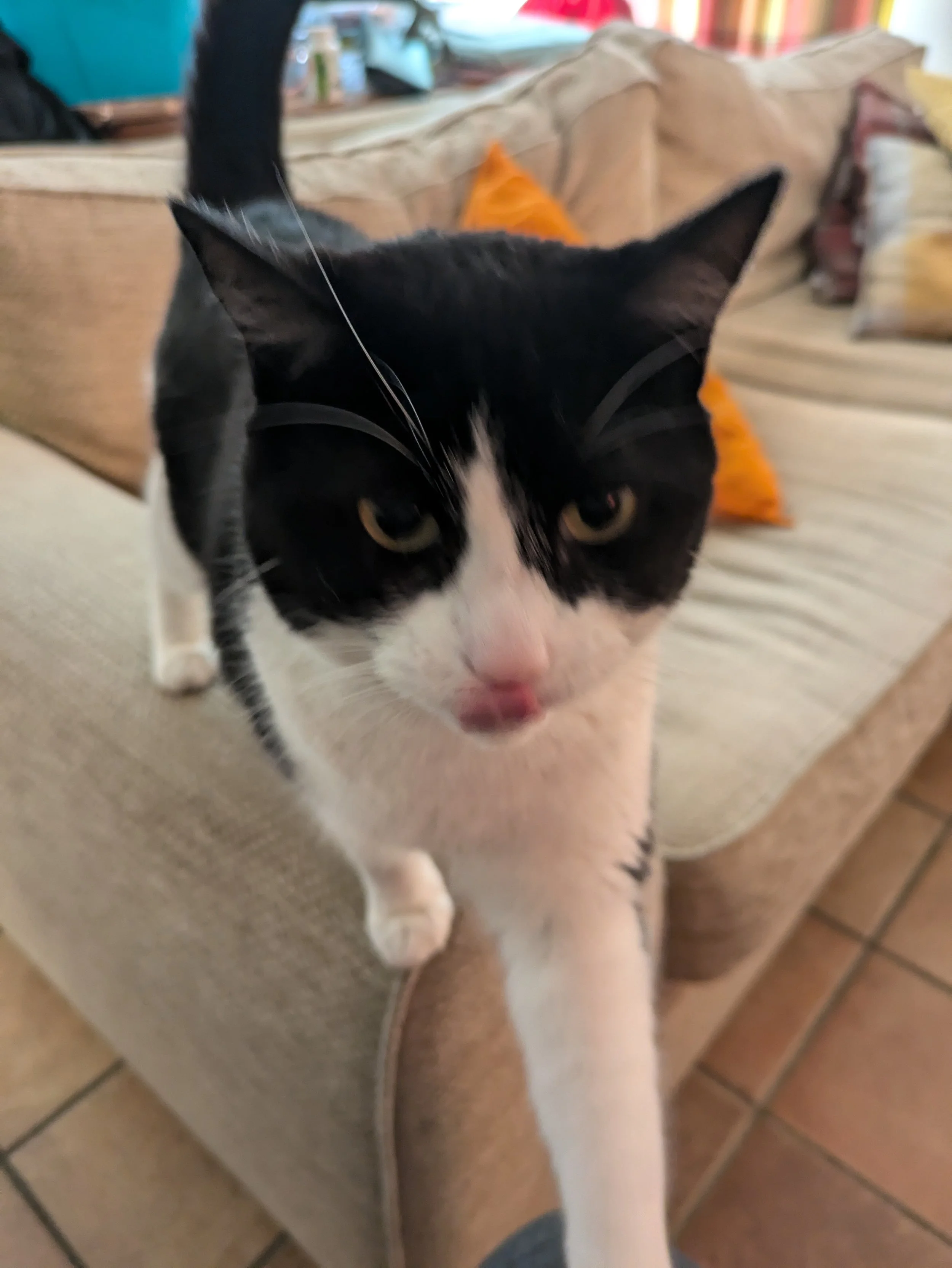 A black and white cat with yellow-green eyes, standing on a beige couch with a background of colorful pillows and a tiled floor.