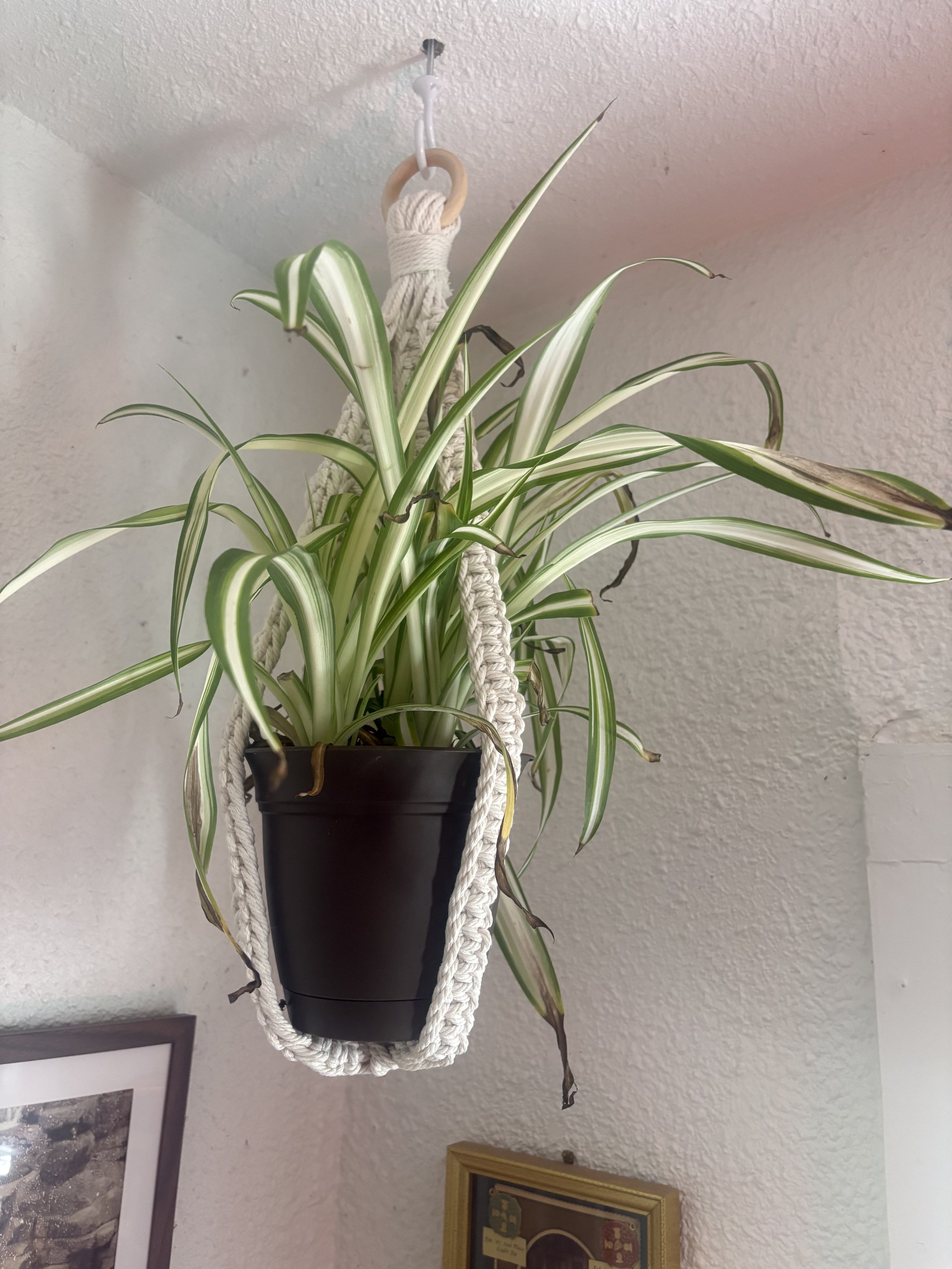No Tassel Plant Hanger
(8" x 22")
A clean, timeless plant hanger designed to showcase your favorite greenery. Its simple, tassel-free design complements a variety of décor styles while keeping the focus on the plant.
$60.00