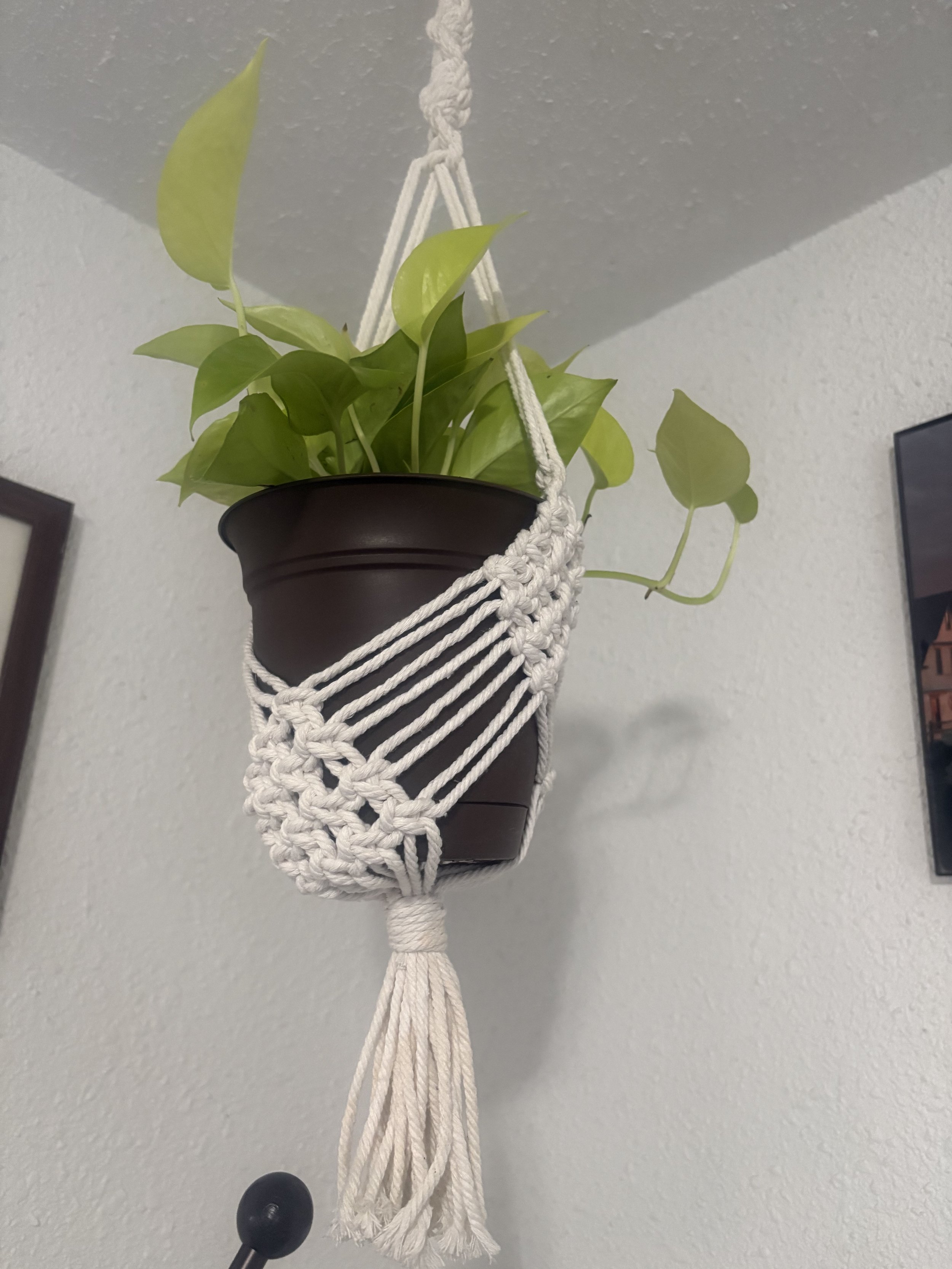 Diamond Plant Hanger
(8" x ?")
This plant hanger features an airy diamond weave and flowing tassel. Its timeless design adds charm while beautifully displaying your finest greenery.
$35.00