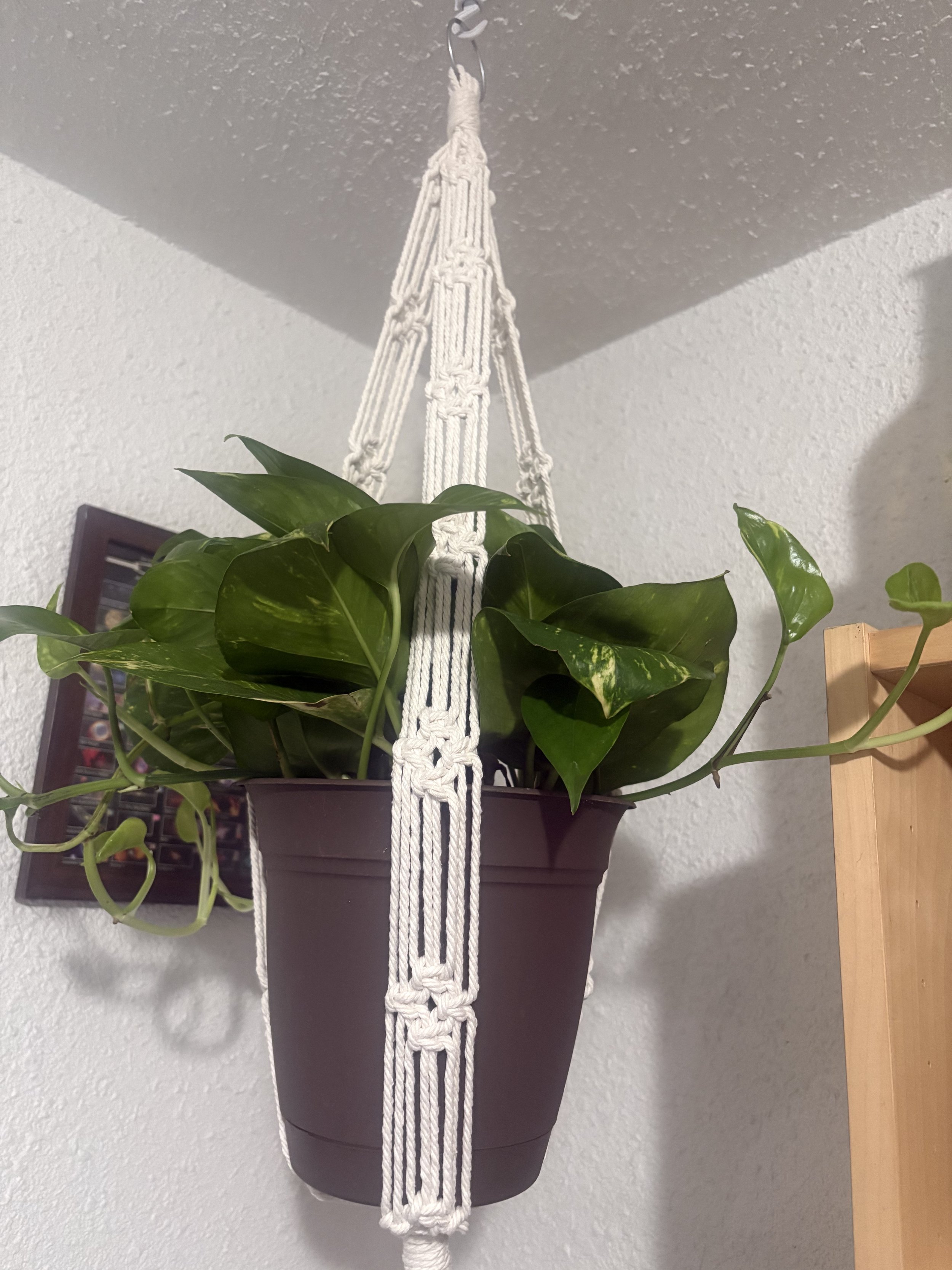 Geometric Plant Hanger
(10" x ?")
This plant hanger features clean lines and intricate geometric knotwork. Its ivory design adds texture and visual interest while beautifully displaying your favorite plants.
$25.00