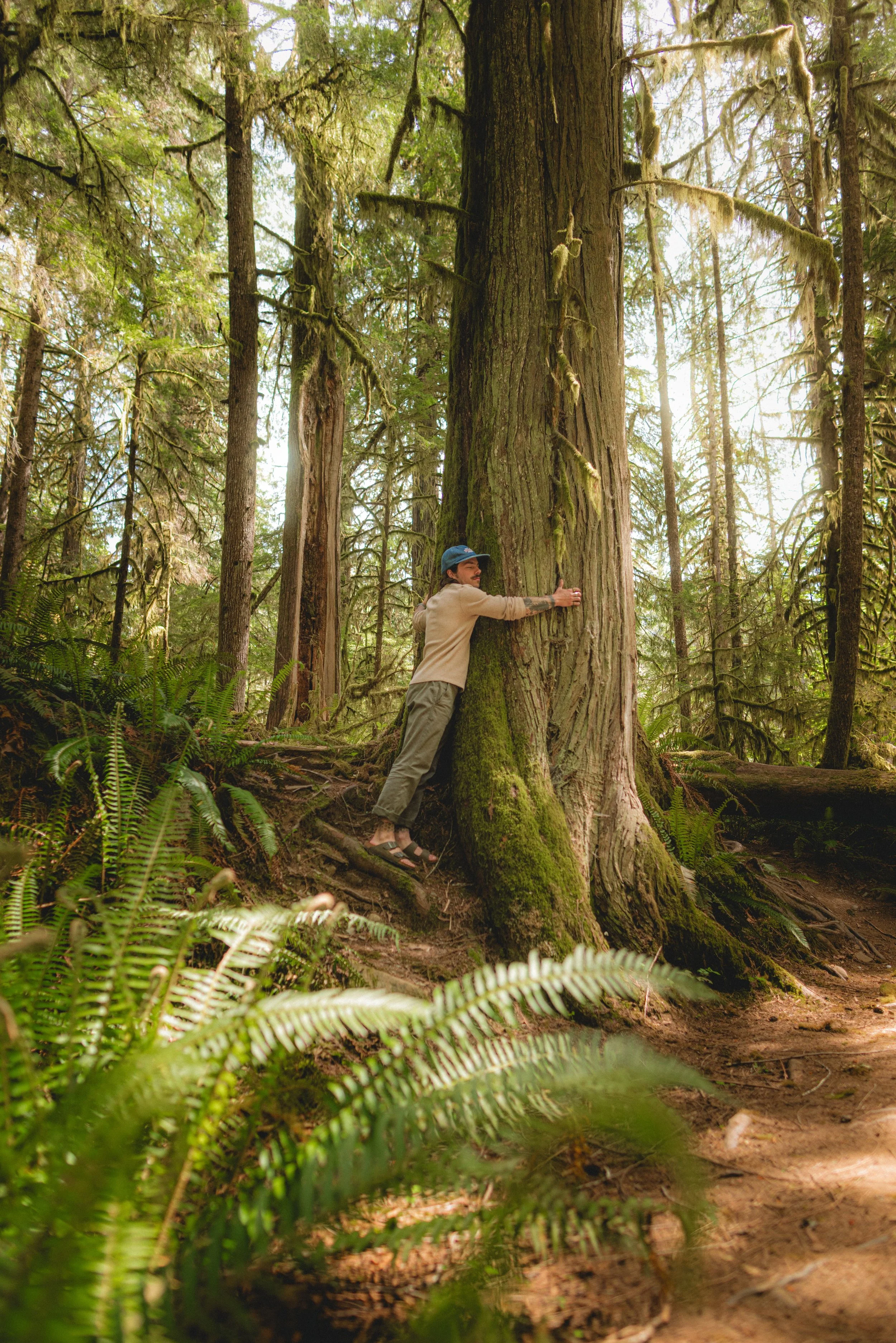 A person hugging a large tree in a lush, green forest with ferns in the foreground.