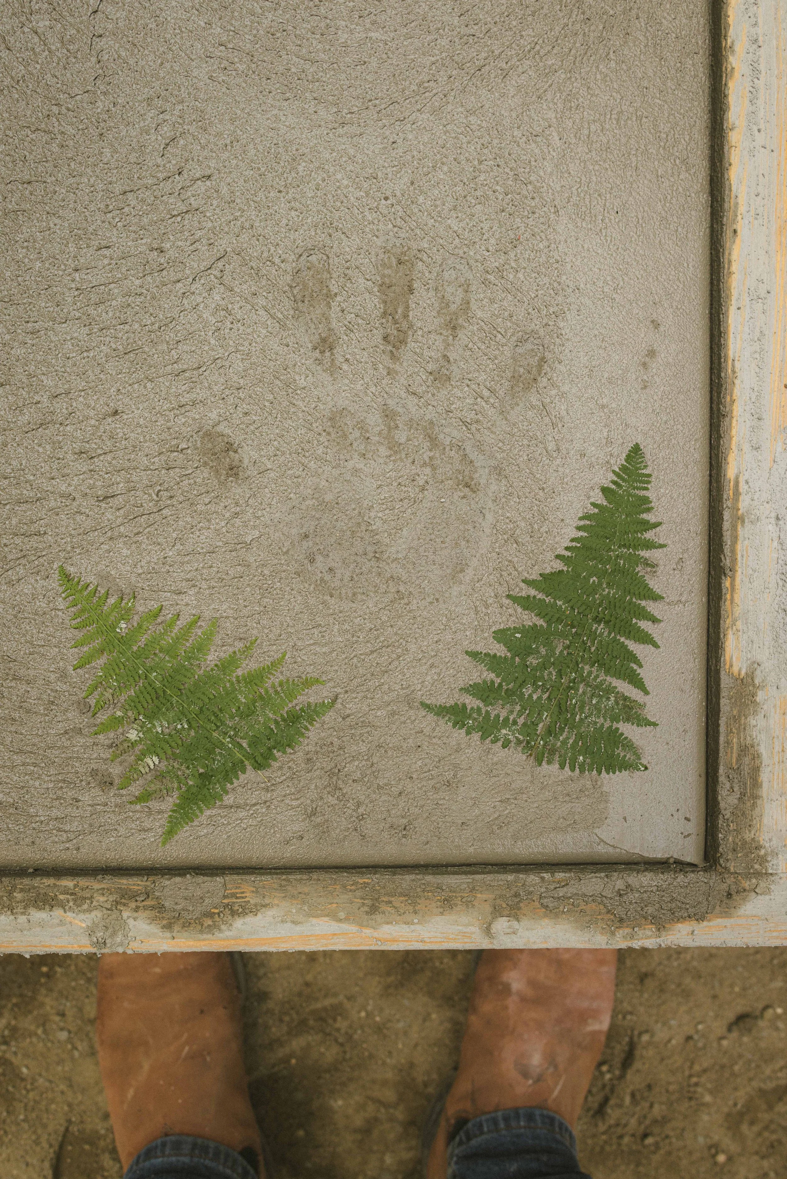 Two green fern leaves on a concrete surface with the word "NO" spray painted faintly in the background, and bricks and person's feet at the bottom.