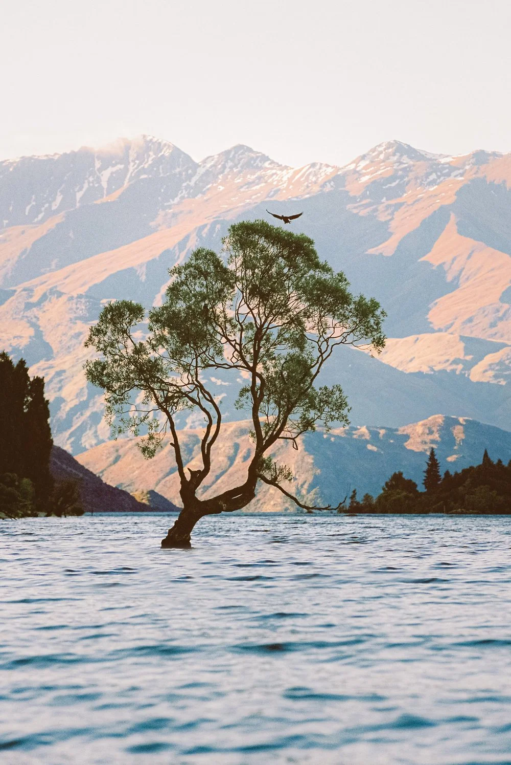 A solitary tree growing in a lake with mountains in the background, a bird flying above the tree.