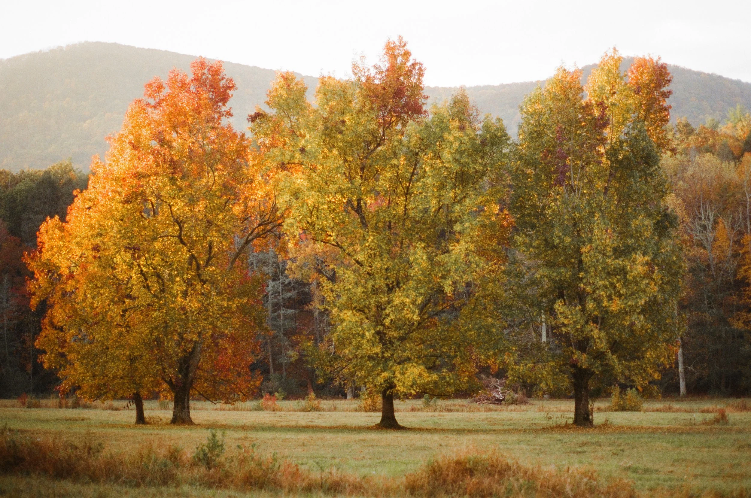 A landscape with five trees displaying vibrant autumn foliage in shades of orange, yellow, and red, on a grassy field with a backdrop of a mountain range under a clear sky.