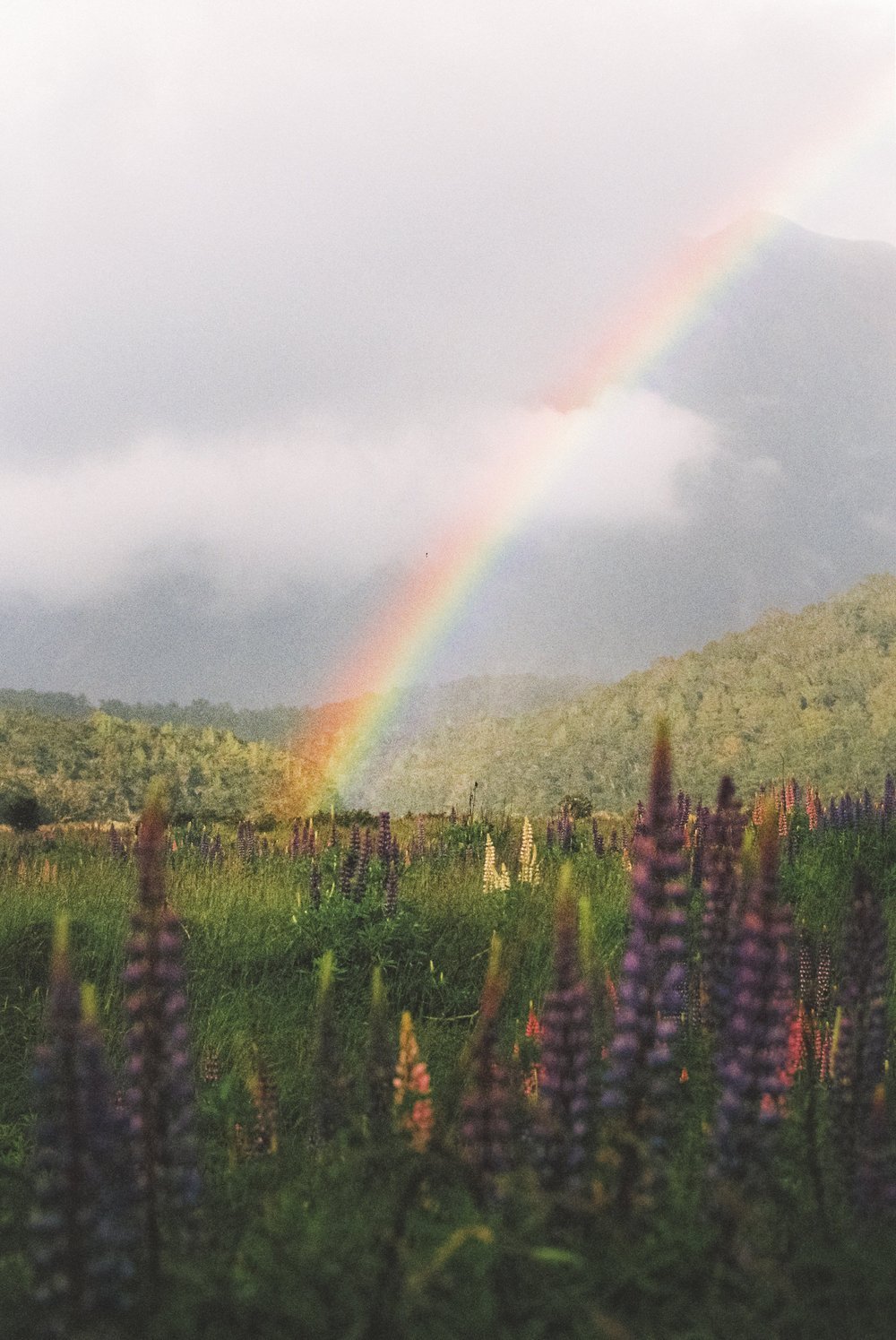 A rainbow arching over a lush green field with purple and yellow flowers, and distant hills under cloudy sky.