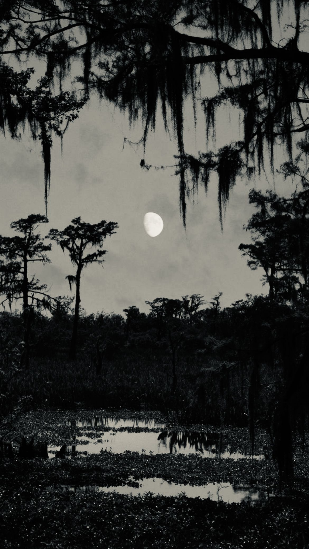 A black and white photograph of a swampy forest at night with tall trees draped in moss, a full moon in the sky, and still water reflecting the trees and moon.