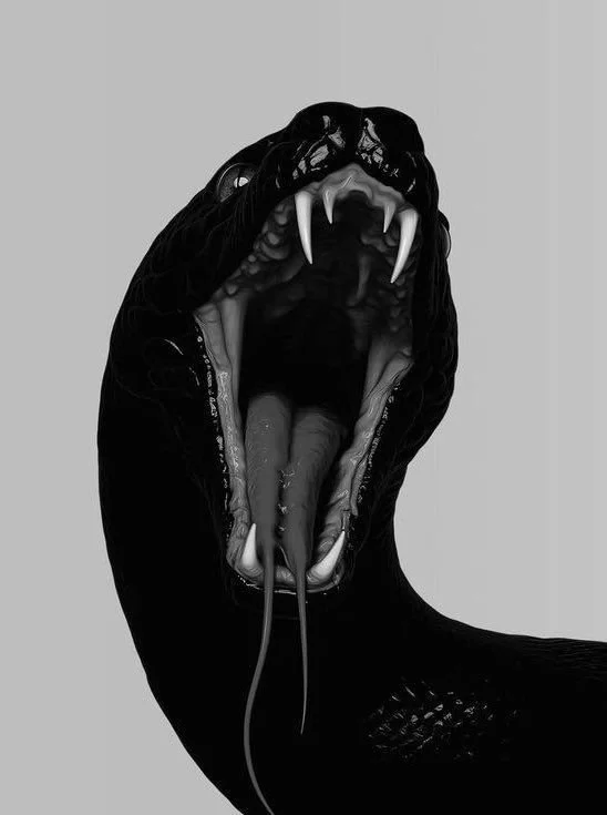 Close-up of a black snake with its mouth wide open, showing sharp teeth and tongue, on a plain background.