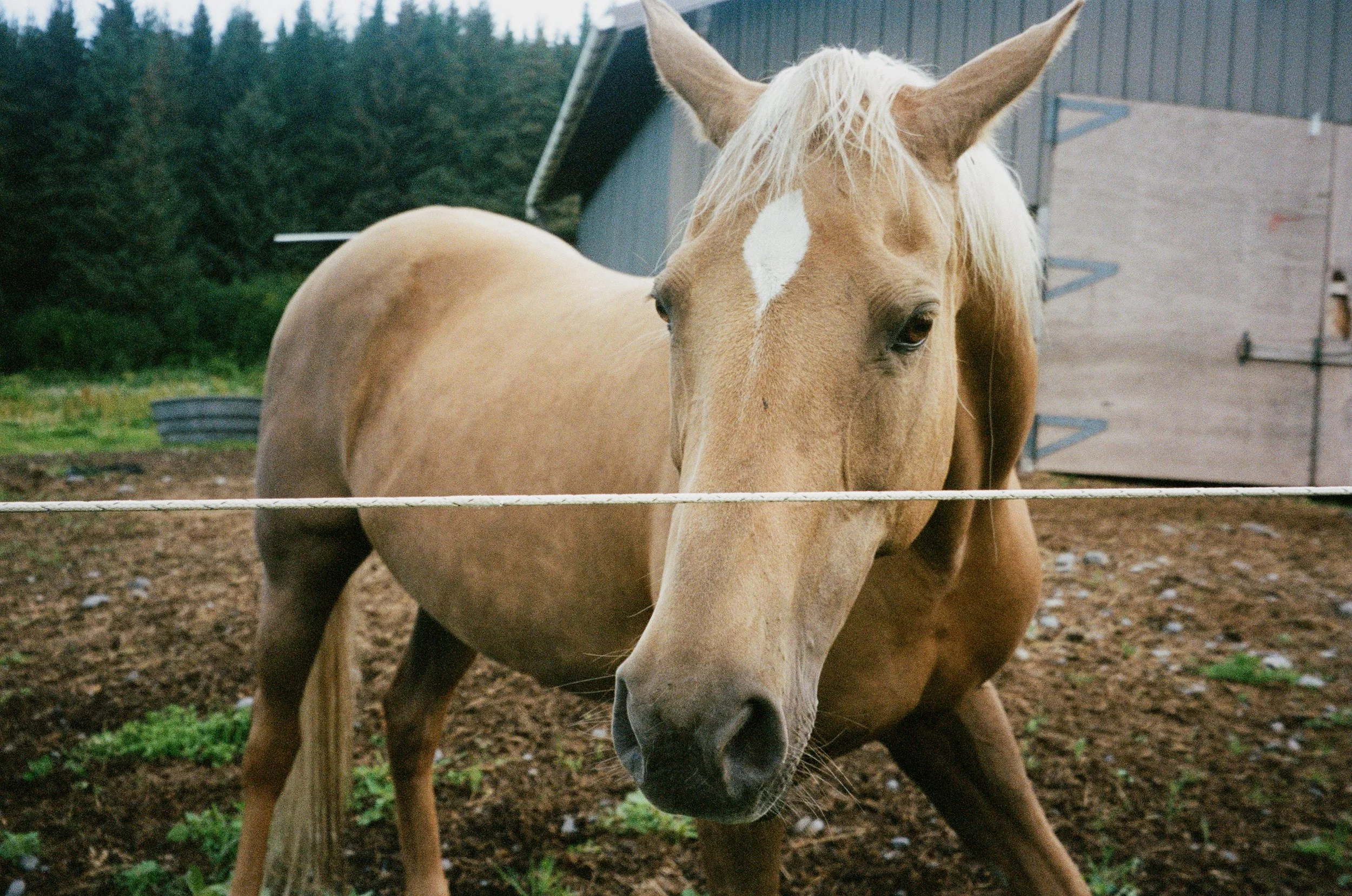 A close-up of a tan horse with a white stripe on its face, standing outdoors in a farm or rural setting. Background includes trees, a barn, and farm equipment.