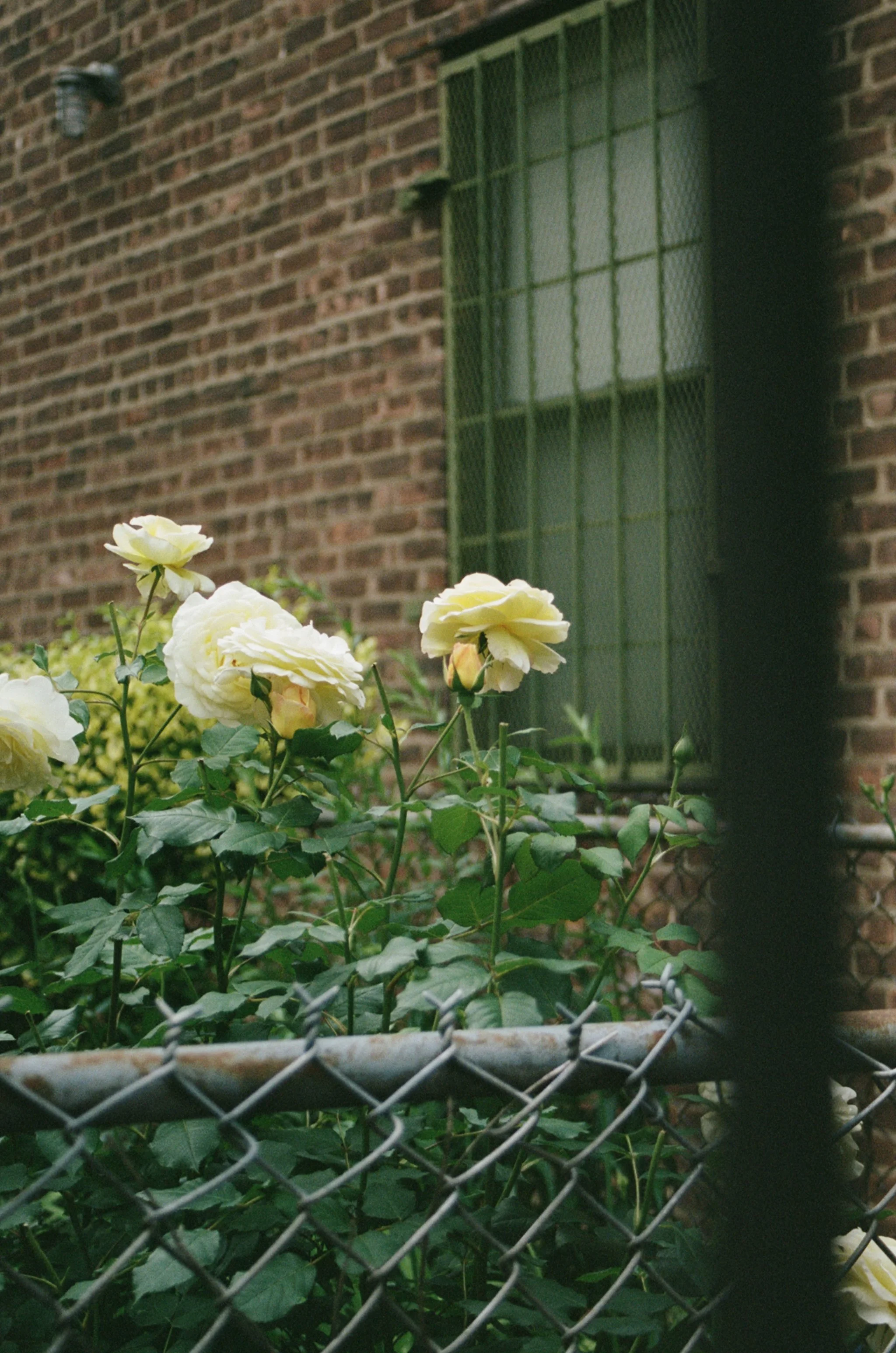 Yellow roses in front of a chain-link fence, brick wall, and a window with green security bars.