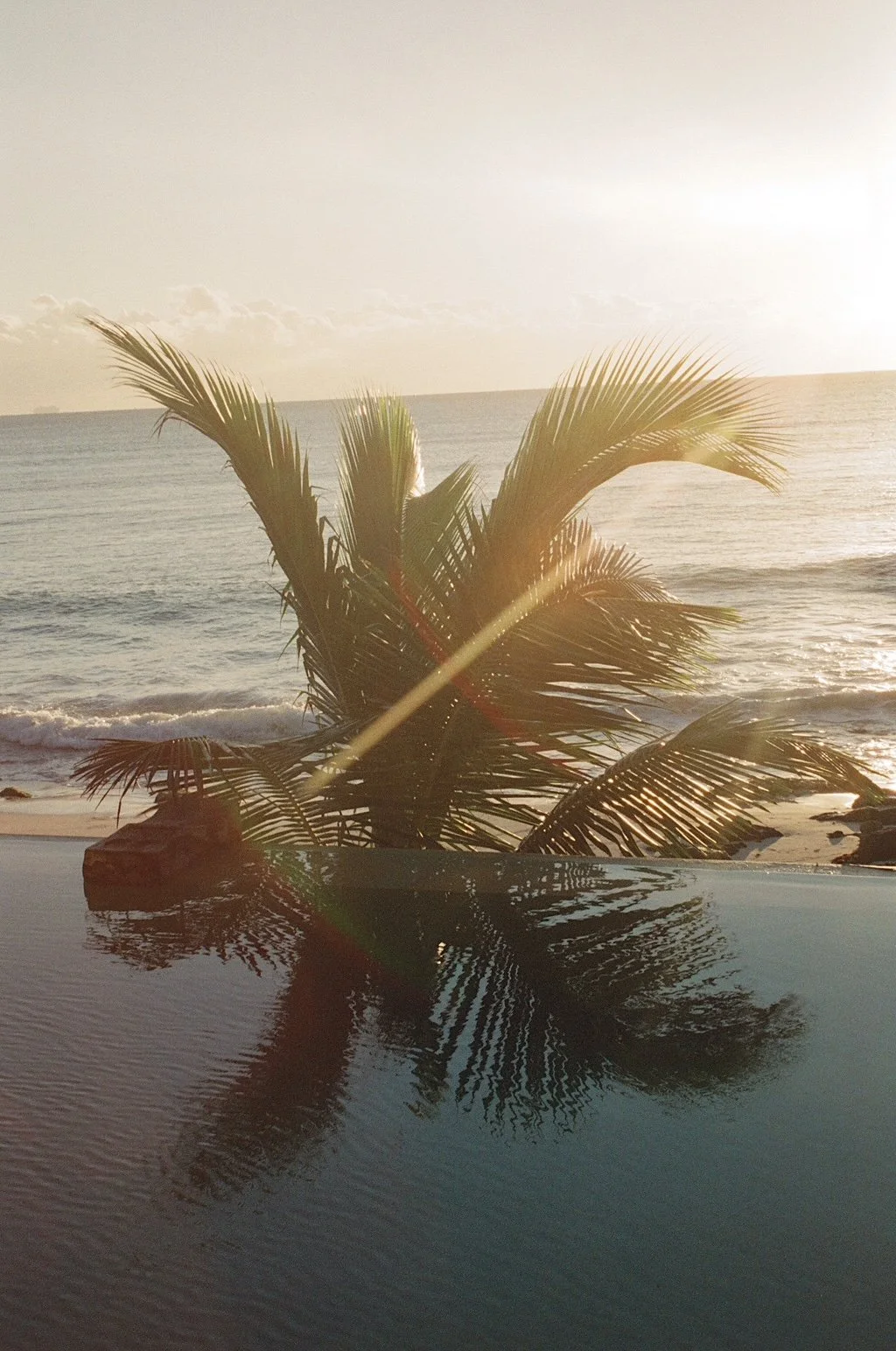 A palm tree on a beach during sunset with a reflection in a pool of water in the foreground.