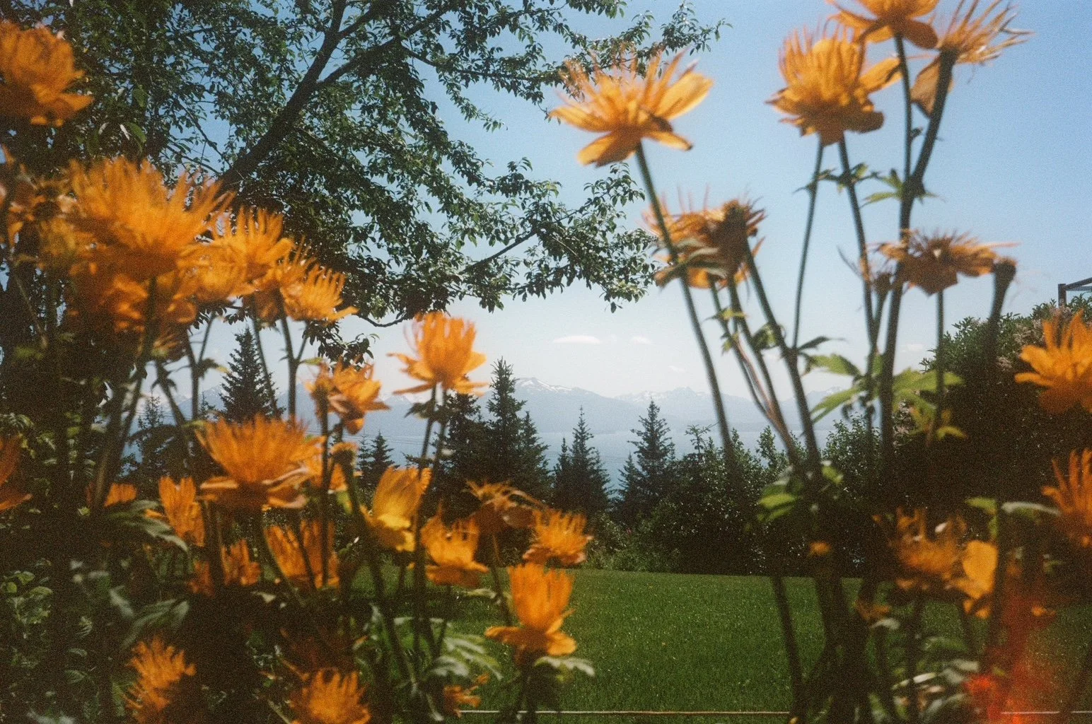 Yellow flowers in the foreground with trees and snow-capped mountains in the background on a clear day.