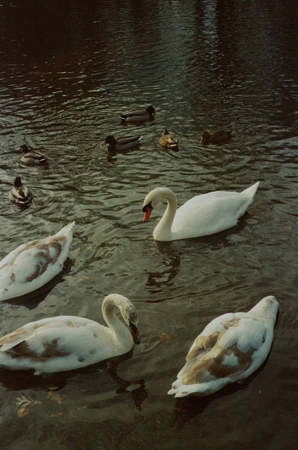 A group of ducks and swans swimming in prospect park, ny.