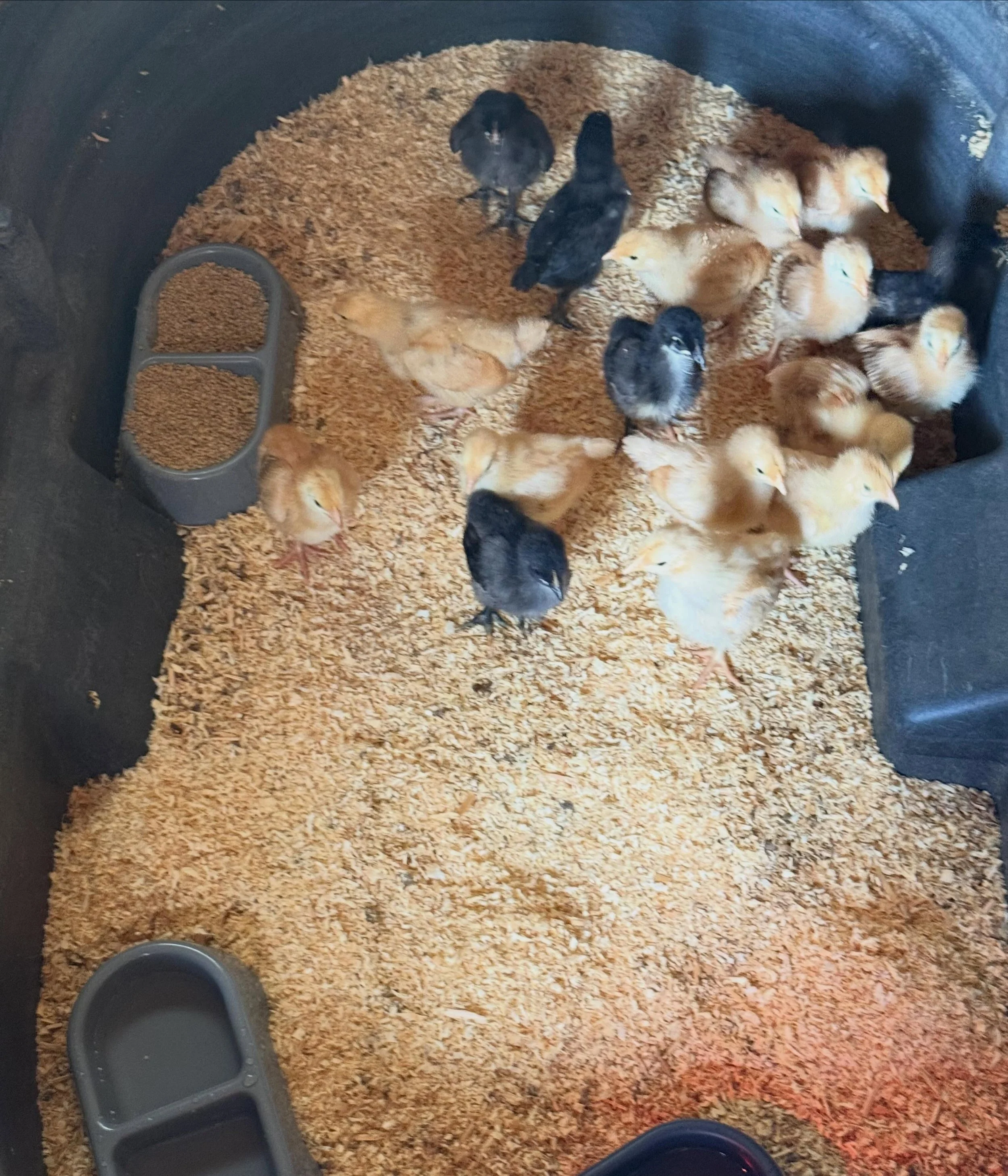 Thank you, @tractorsupply, for my 40 new chicks. Here&rsquo;s a picture of half of them. They need a lot of space, even though they are so small.

They are hens and will lay eggs by the end of the year. This will help with my customers at that time. 