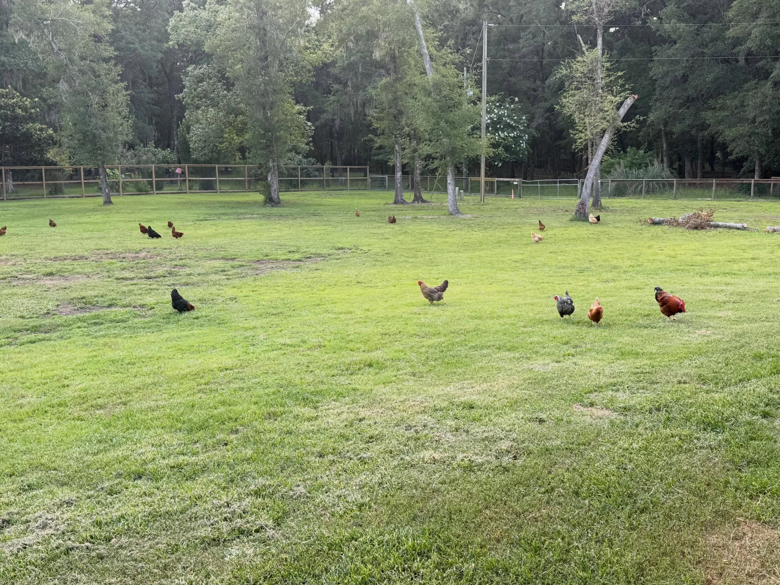 Here are some pictures of my chickens and ducks happily foraging on their several acres of pasture. Happy birds = Delicious eggs.
