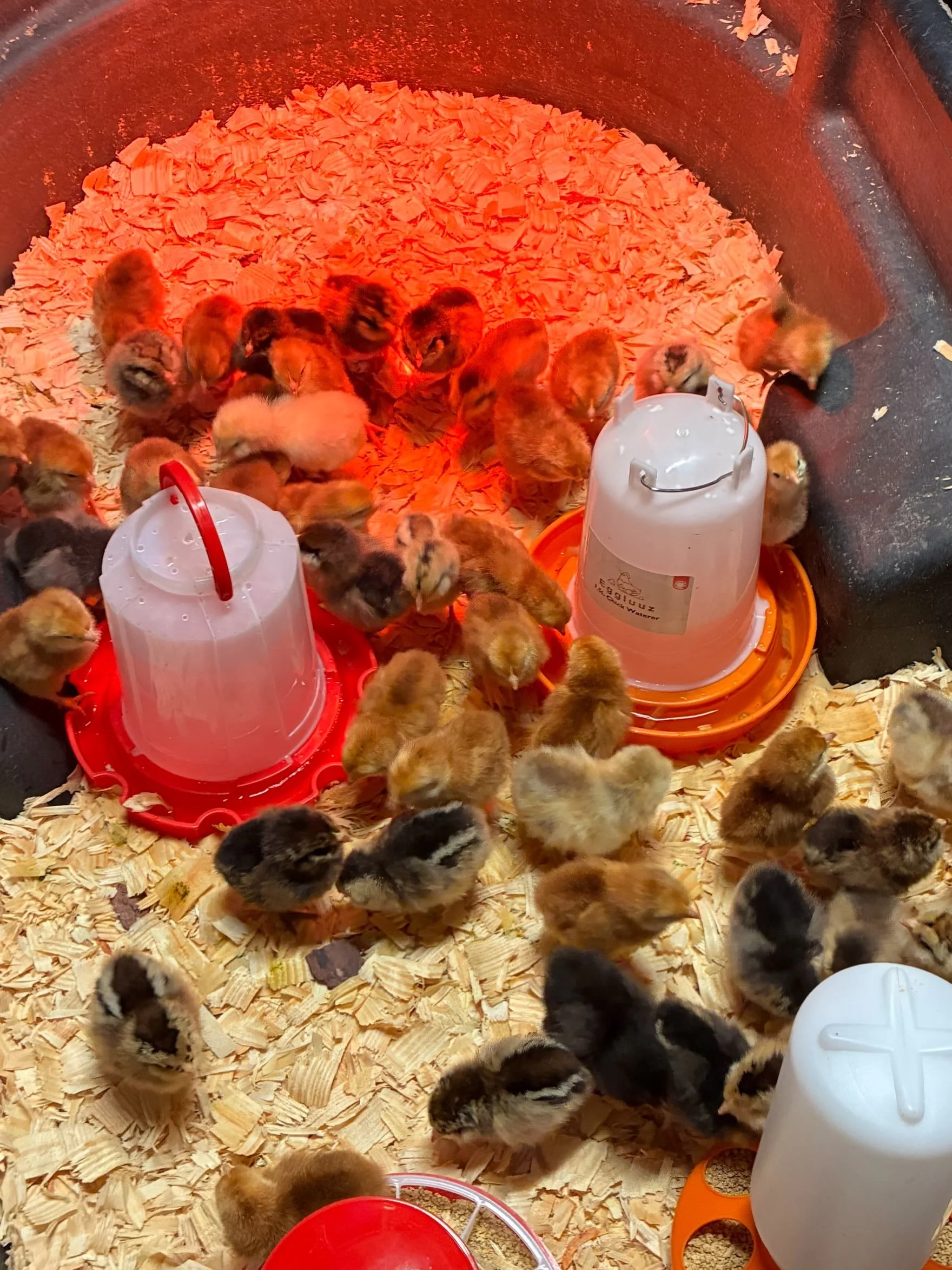 Happy baby chicks arrived today. Here they are safe and warm.