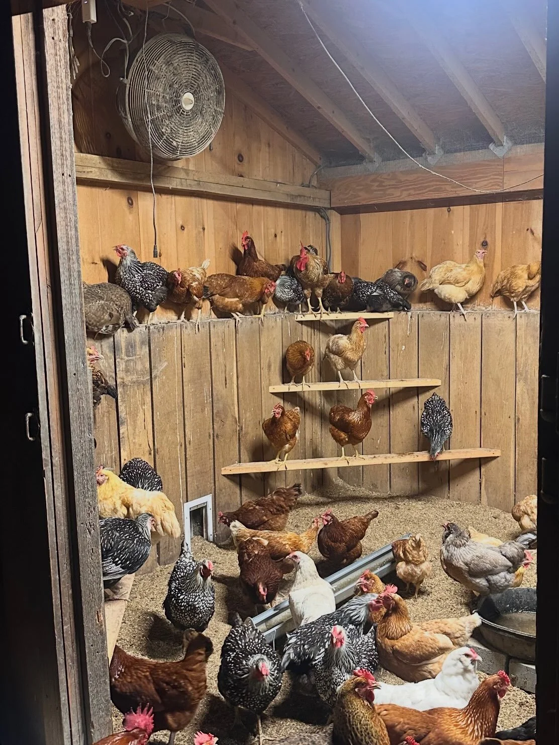 Time to tuck my chickens and ducks into bed. Hope to everyone tomorrow at the Bluffton Farmers Market.