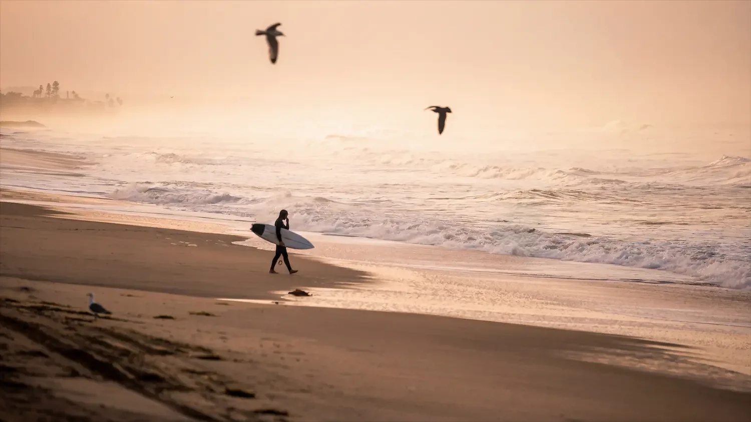 Surfer walking along the shoreline at sunset as two birds fly overhead