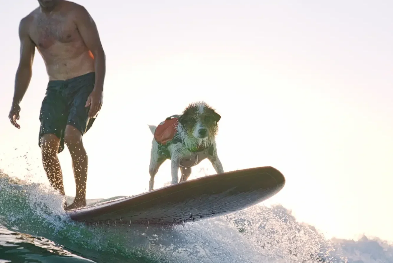 A shirtless man surfing on a wave with a dog standing on the surfboard, both facing forward. The dog is wearing a life jacket.