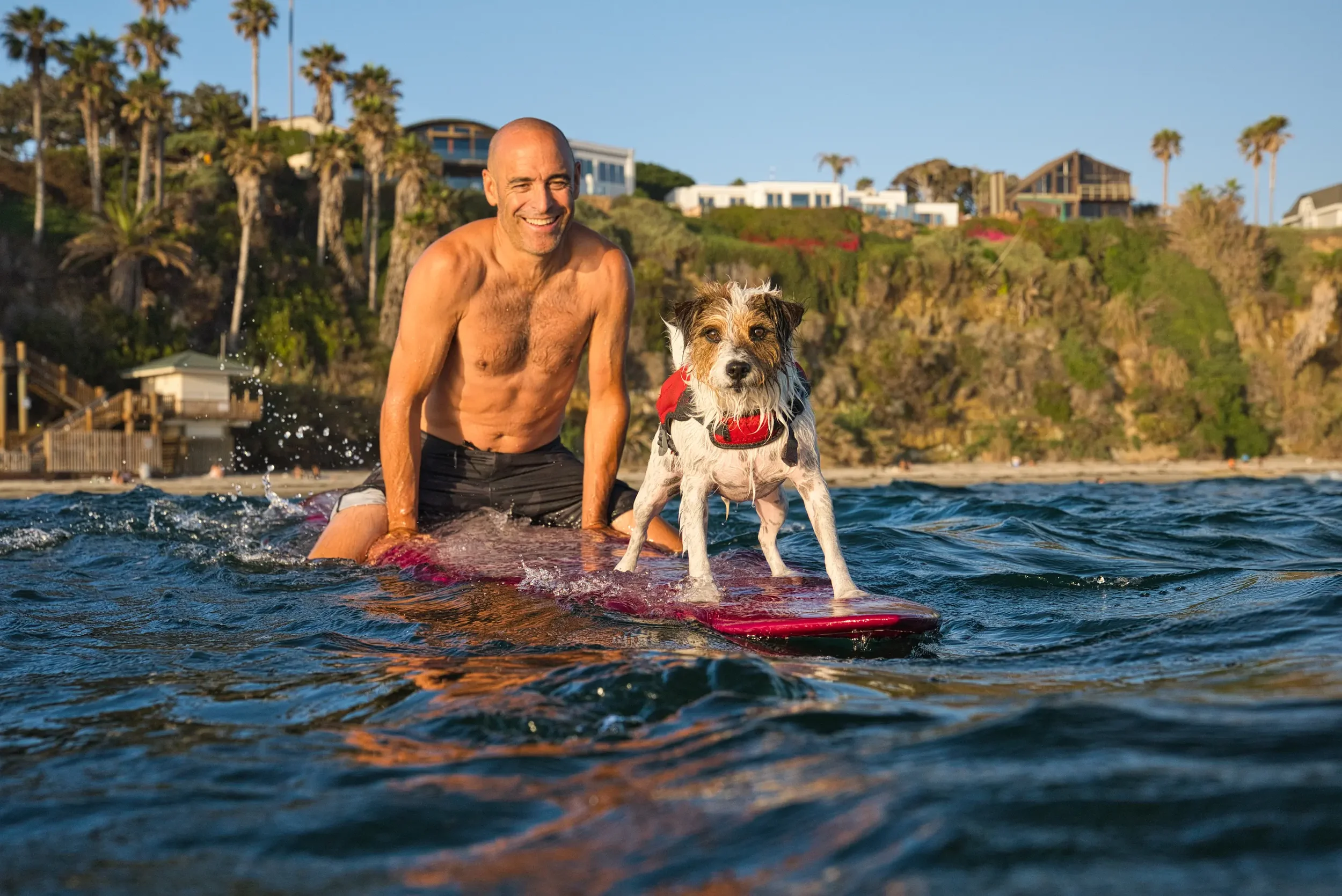 A man and a dog on a surfboard in the water, with hillside houses and palm trees in the background.