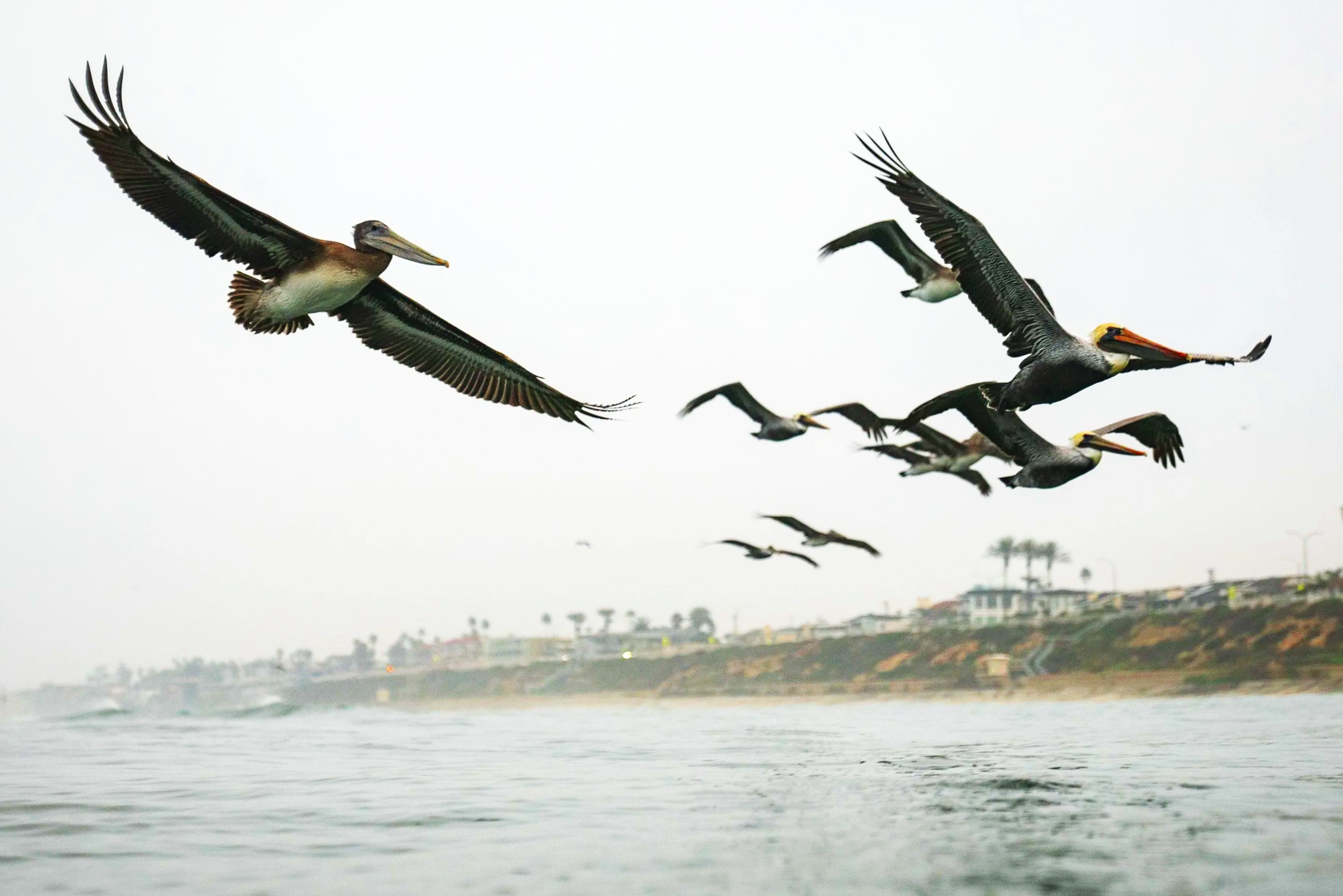 Several pelicans flying over a body of water near a populated area with buildings and palm trees visible in the background.