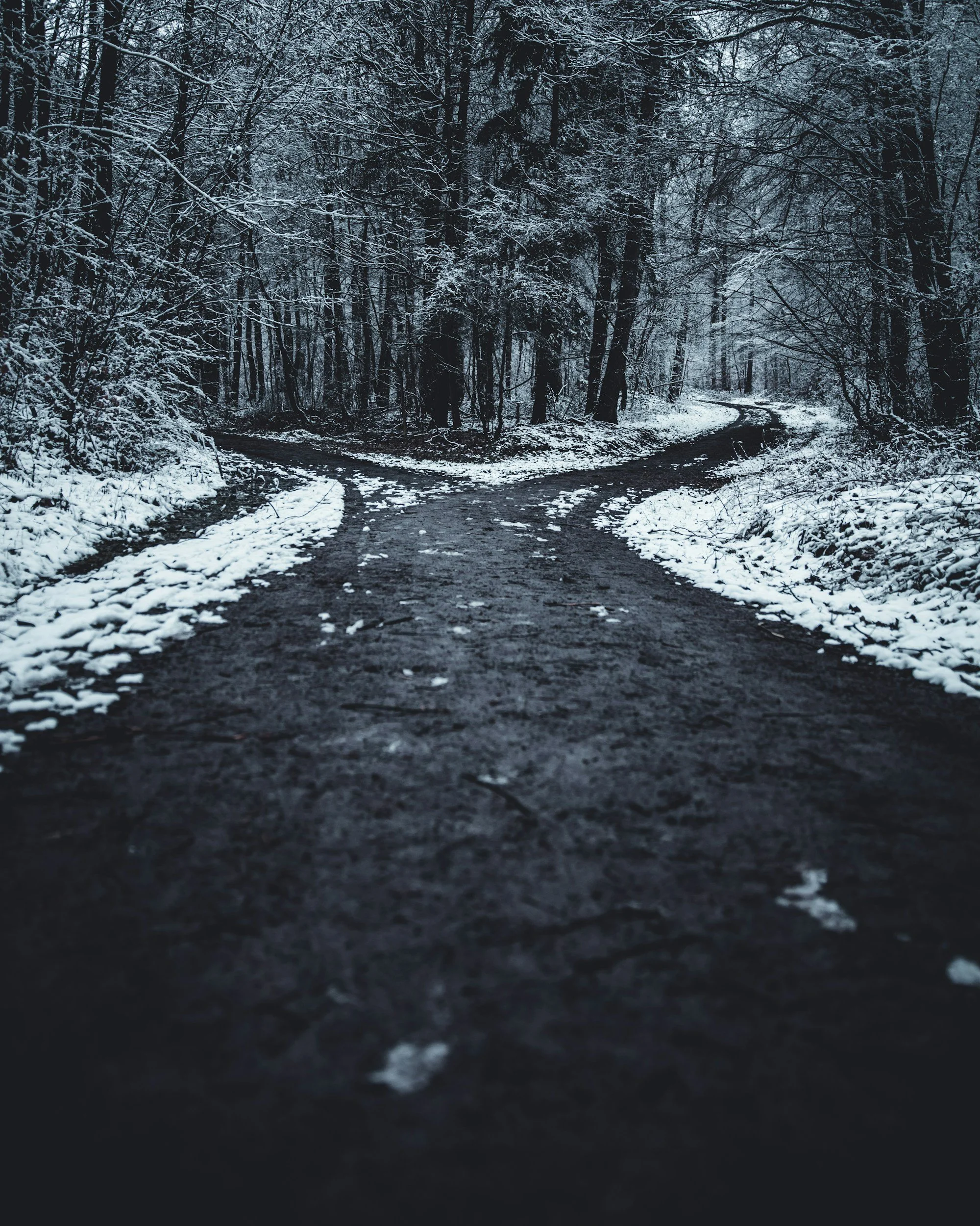 Snow-covered forest with a dark dirt path splitting into two directions and trees arching overhead.