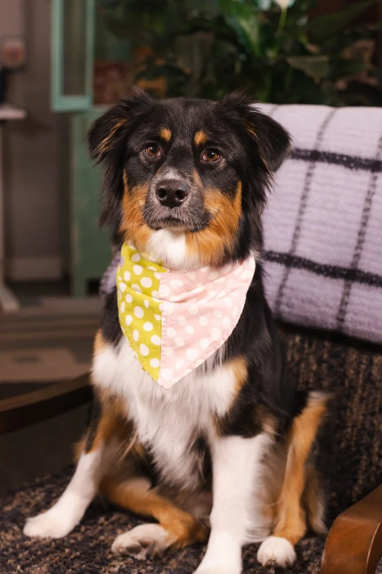 Portrait of Renly Louise, Therapy Dog in Training