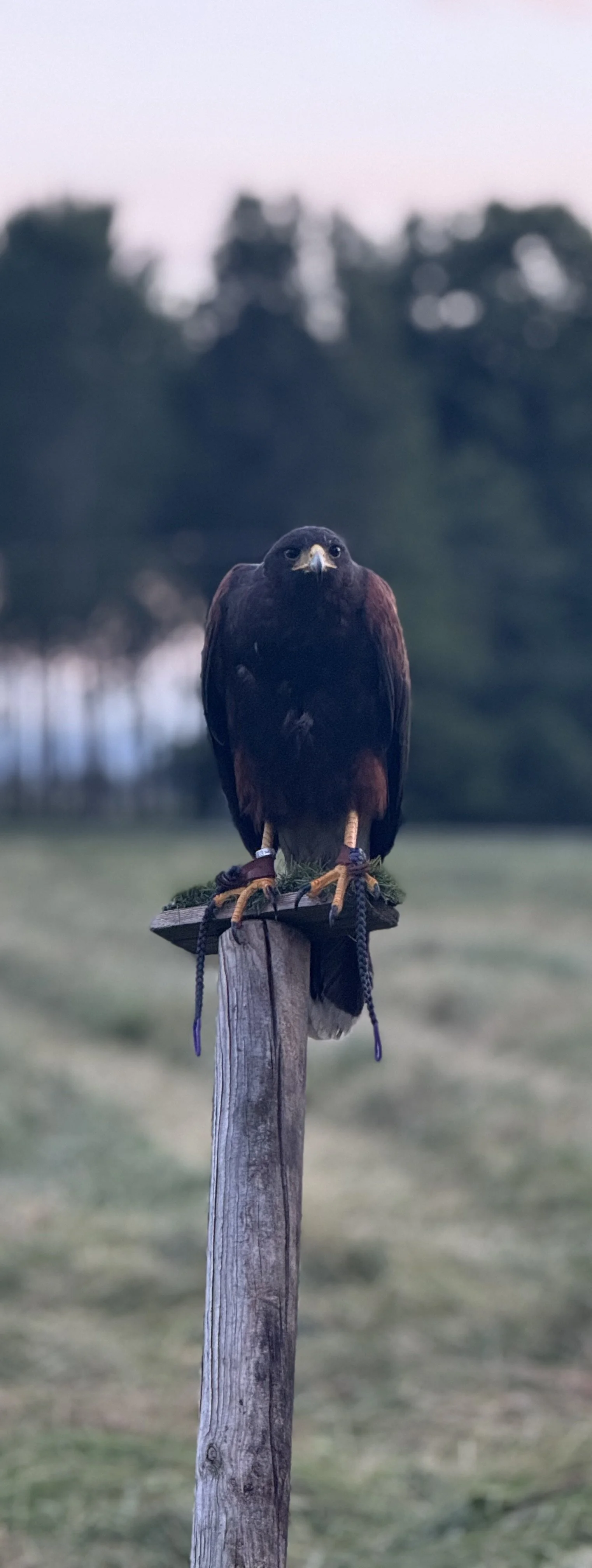 Aquila appollaiata su un palo di legno in un paesaggio all'aperto, sfocato sullo sfondo.