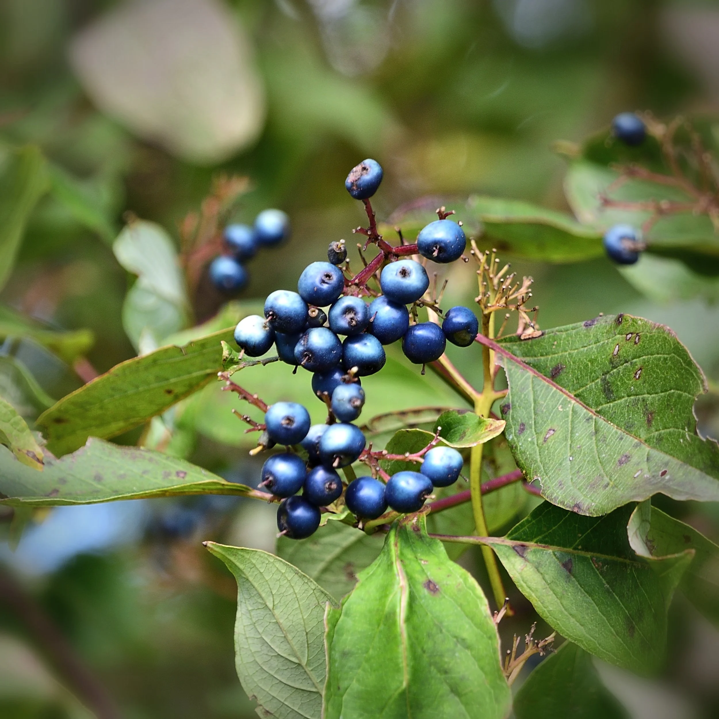 Blue Silky Dogwood Berries