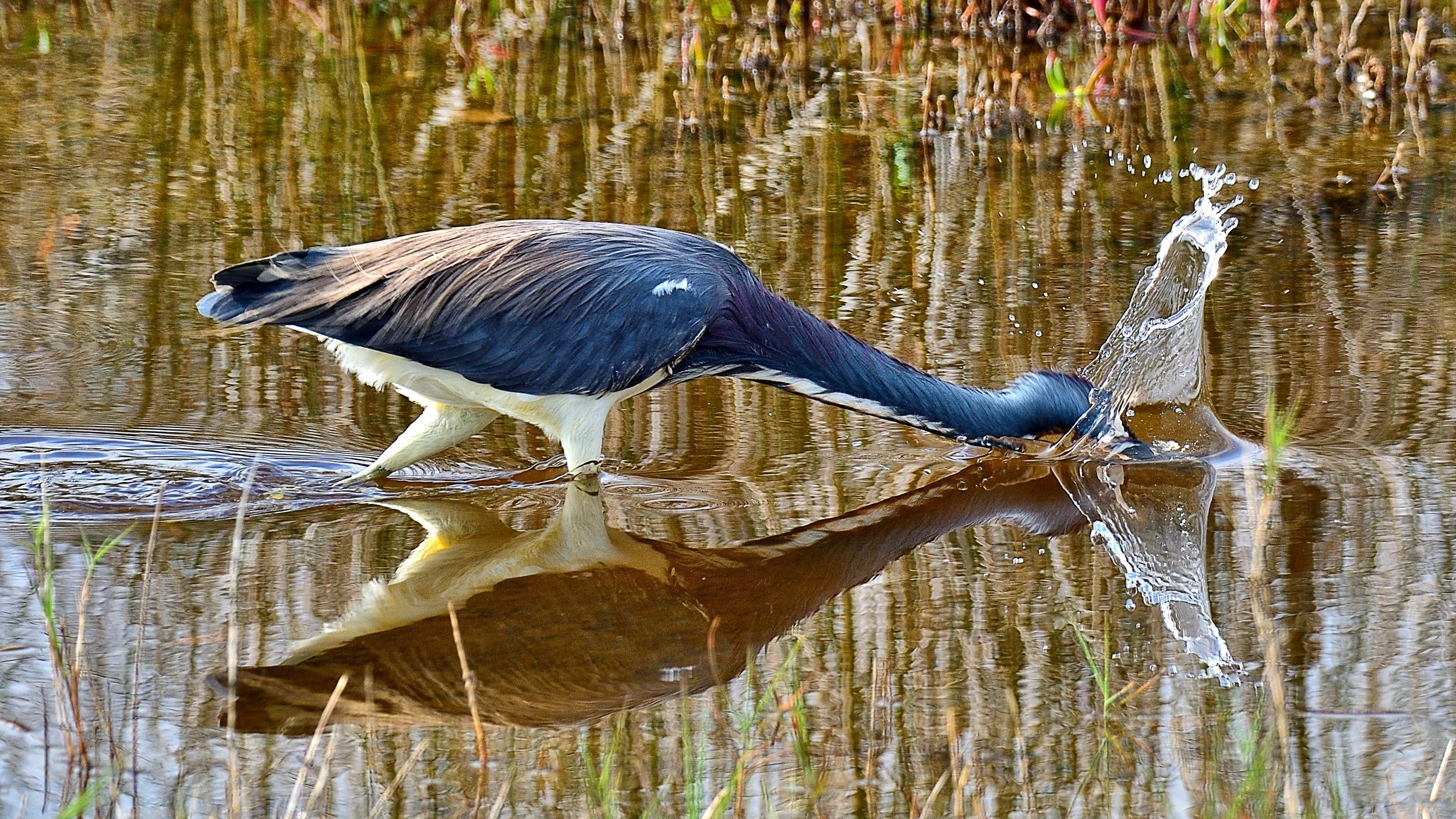 Lunge & Plunge – Tricolored Heron, Merritt Island National Wildlife Refuge