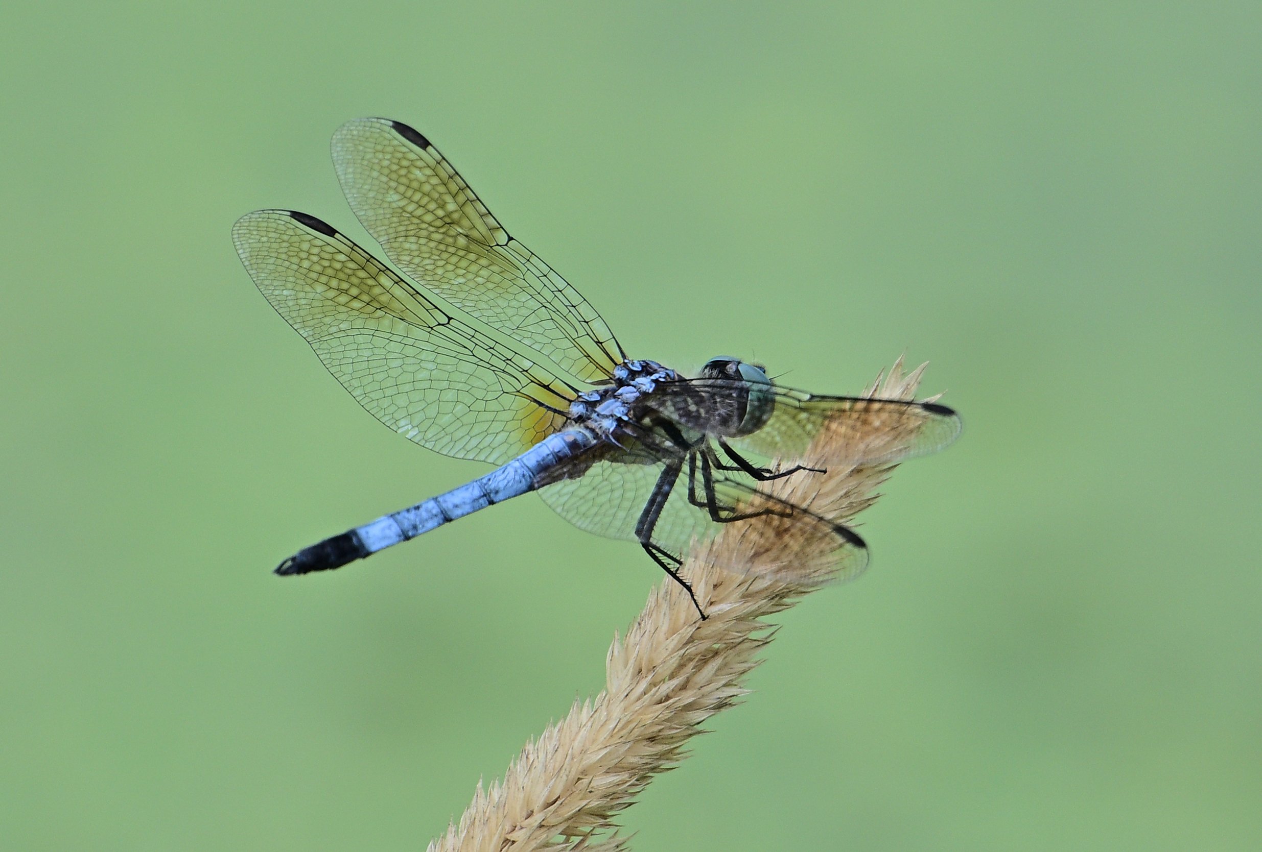 Dashing Pose – Killbuck Marsh, Wayne County Ohio